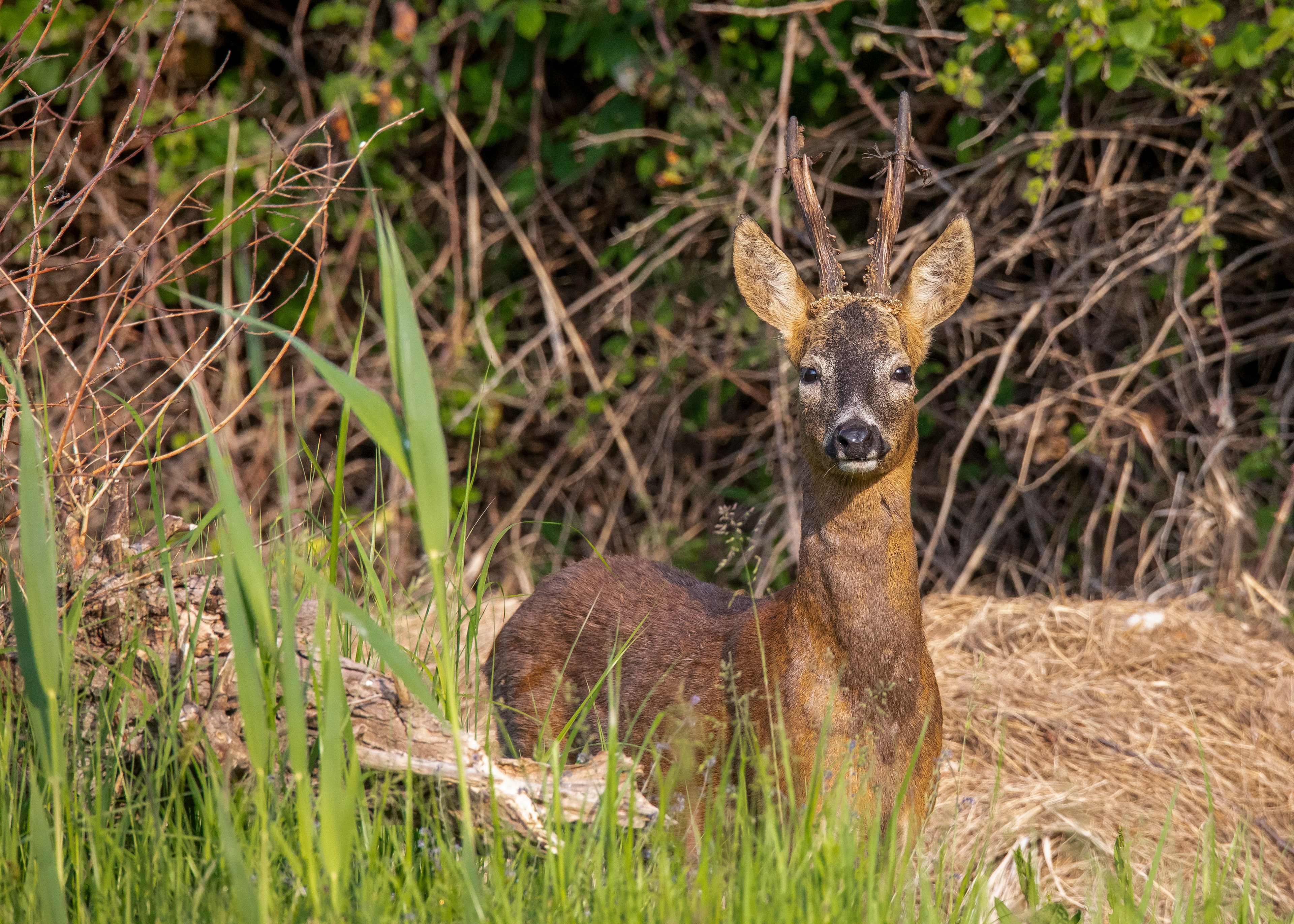 Roe Deer 6