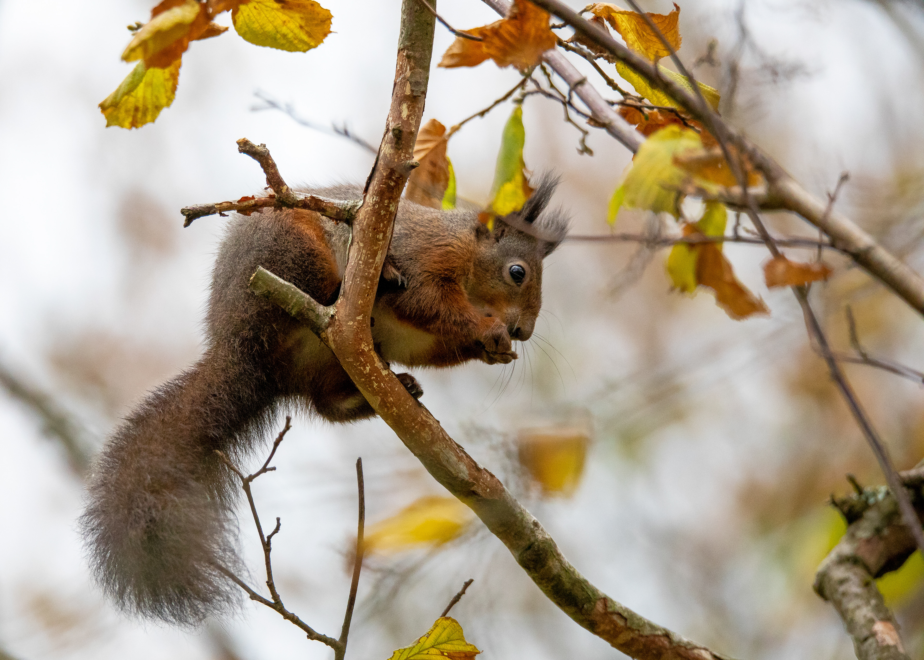 Red Squirrel 1