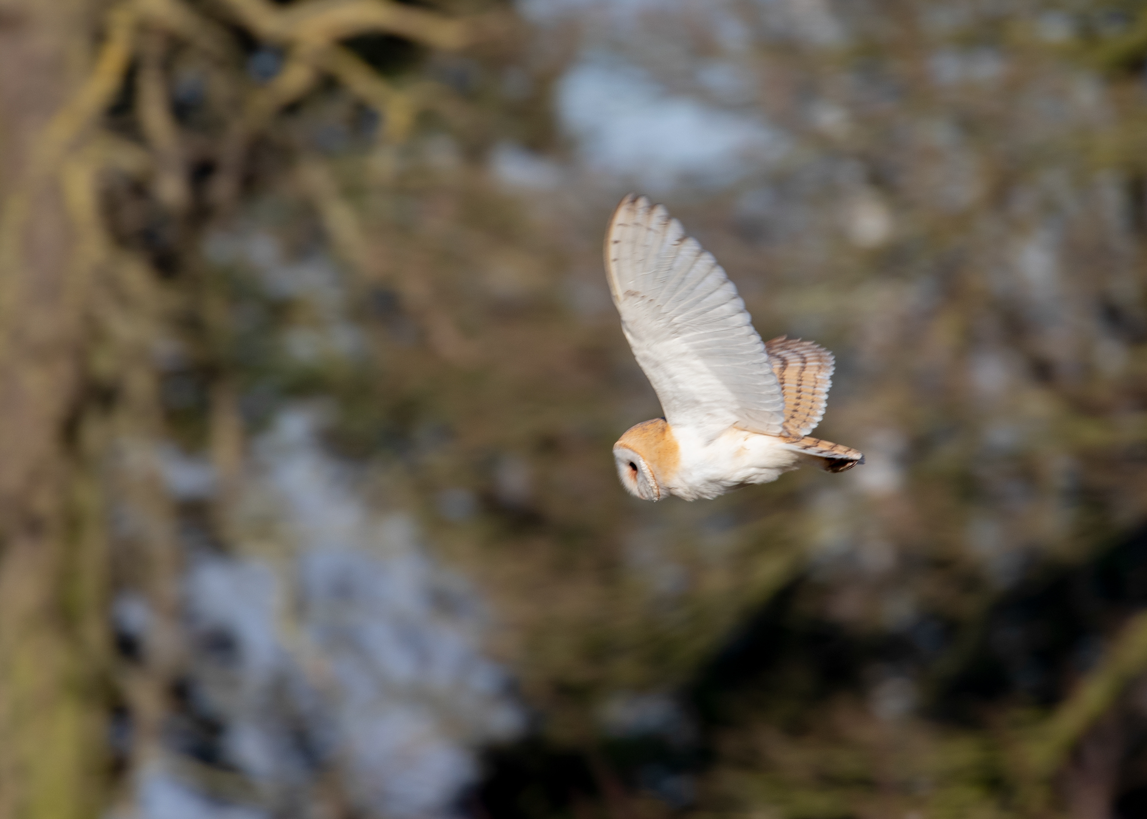 Barn Owl 4