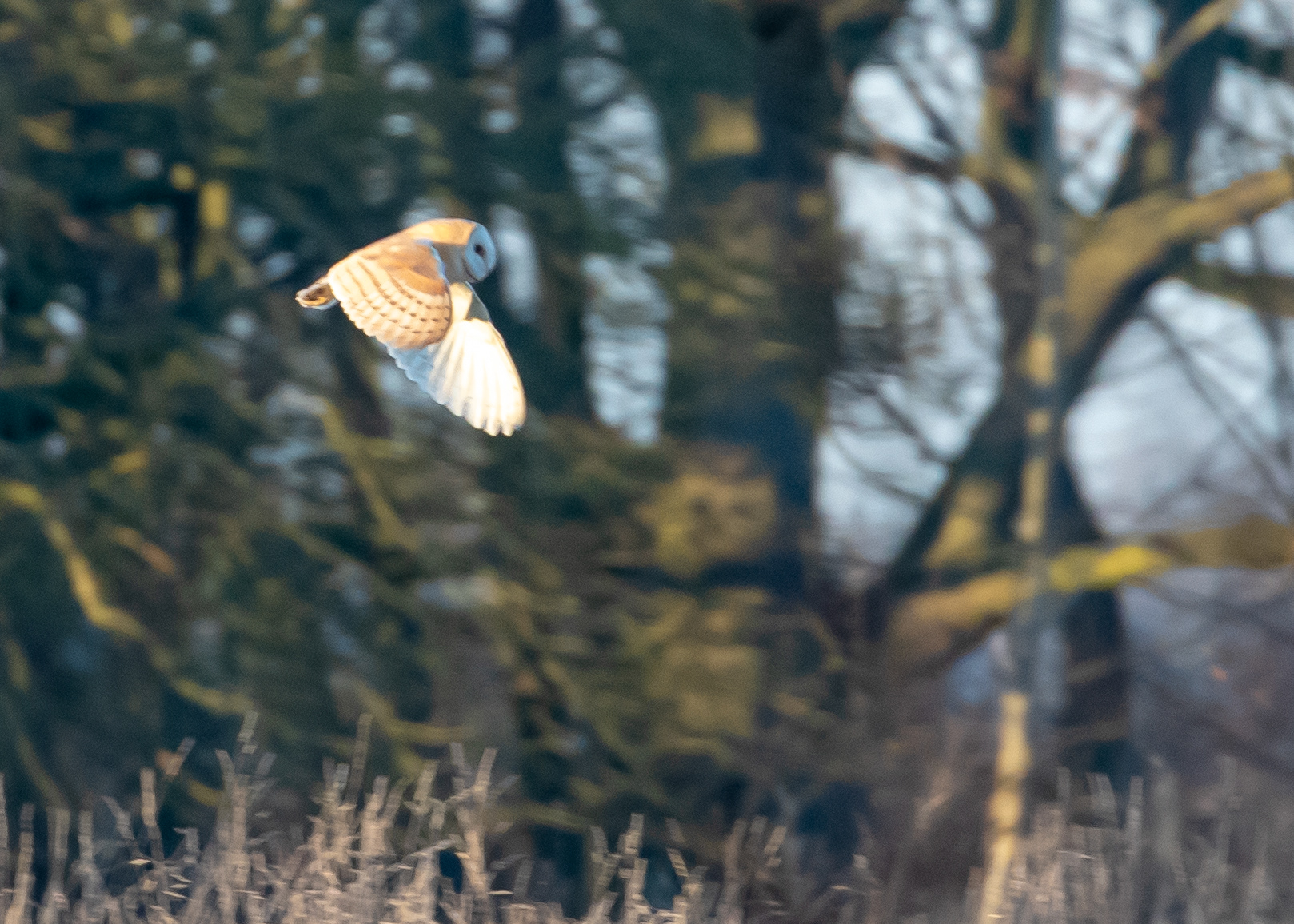 Barn Owl 5