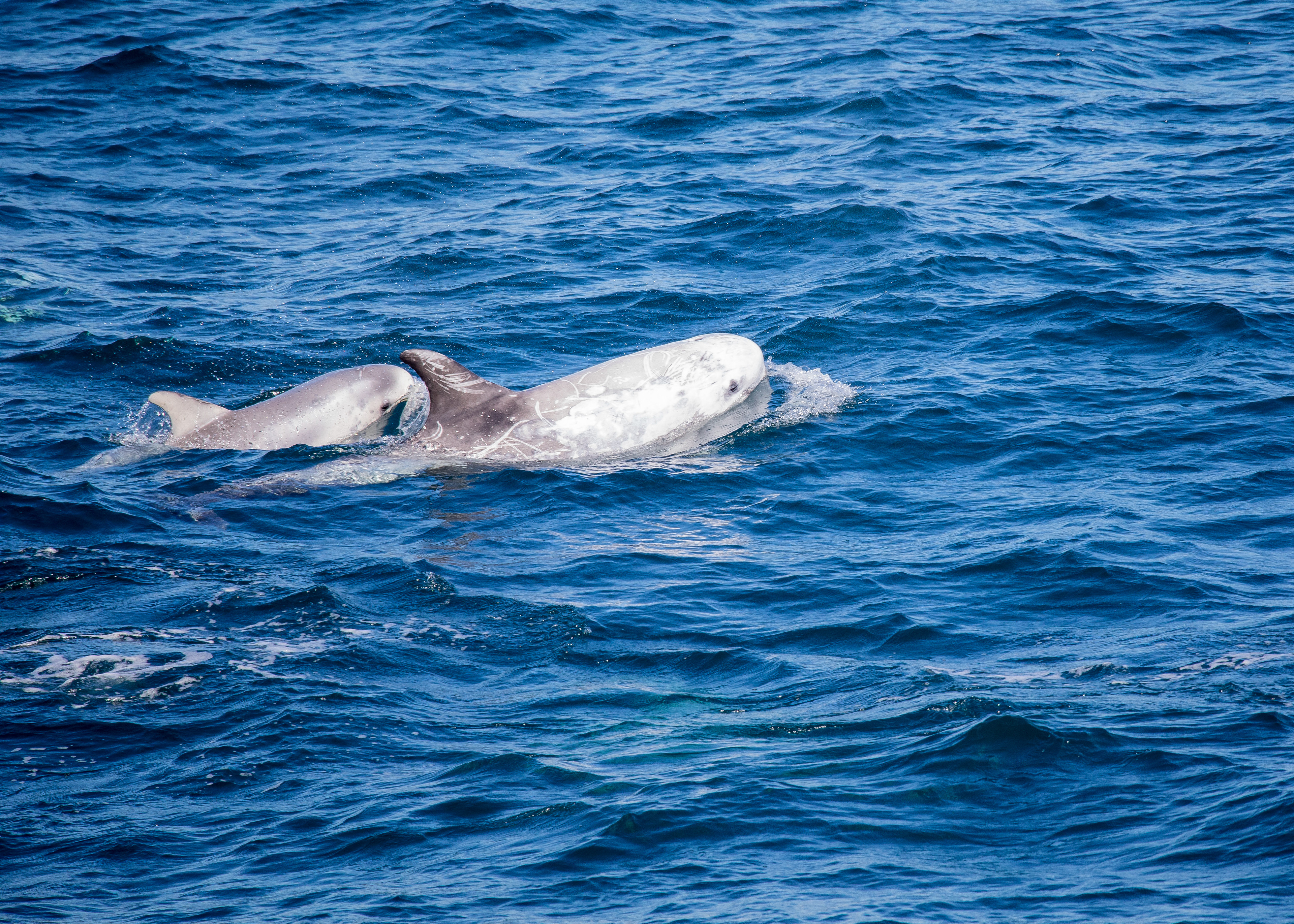 Risso Dolphin with Young 2