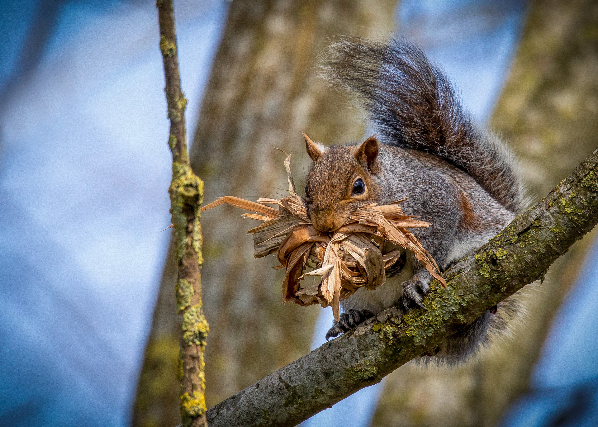 Nesting Squirrel