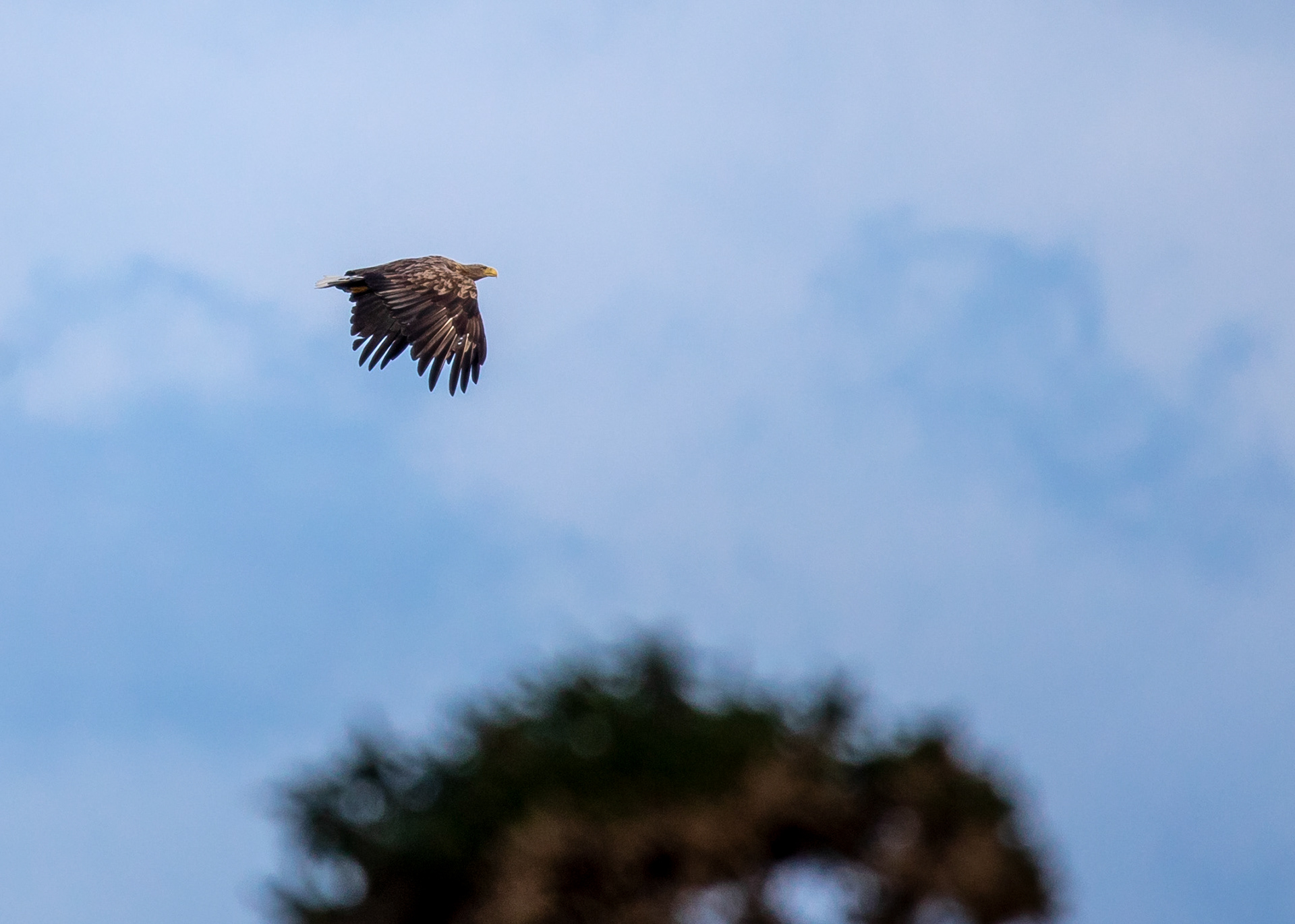 8 White-Tailed Eagle - Isle of Mull
