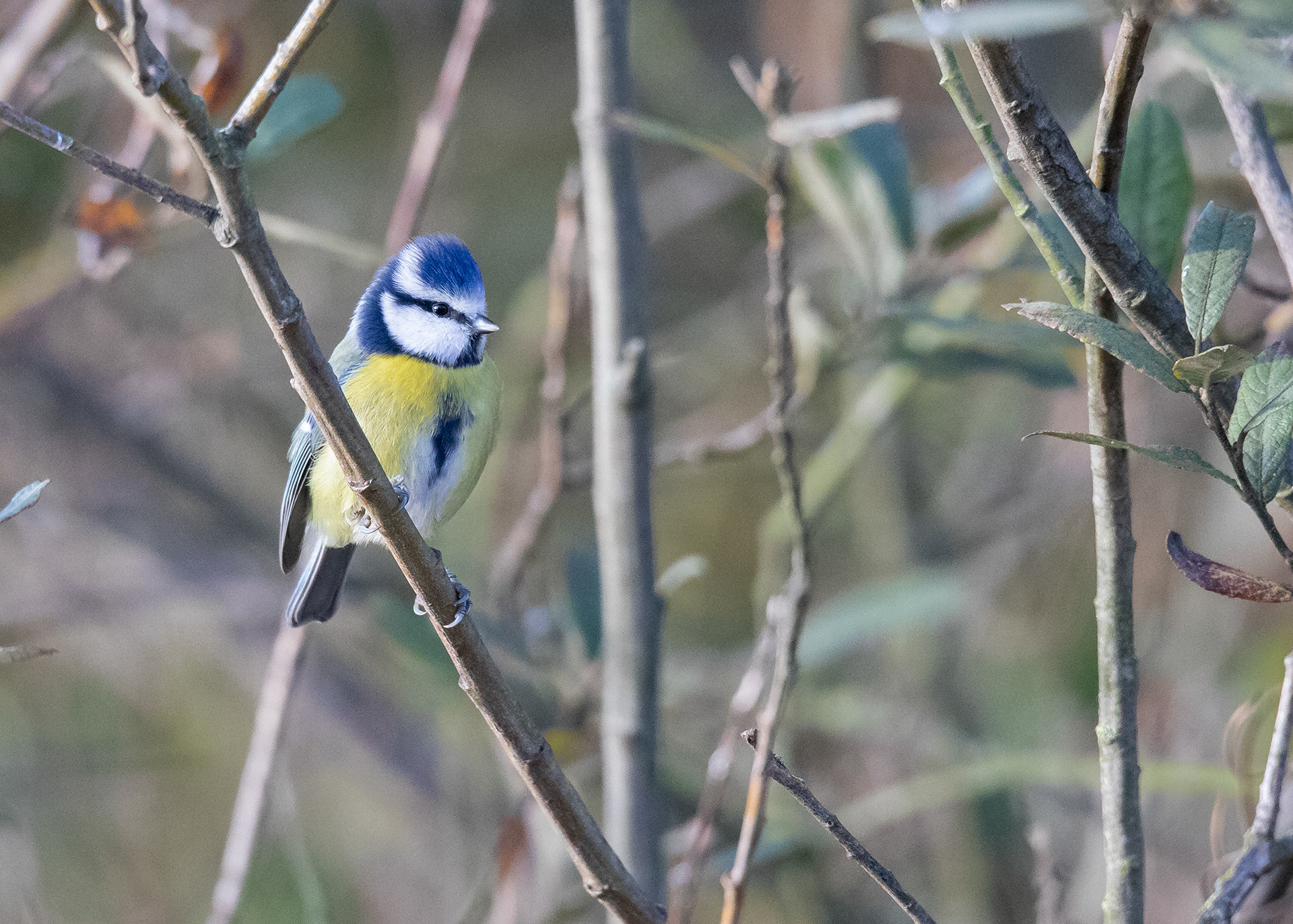 Blue Tit