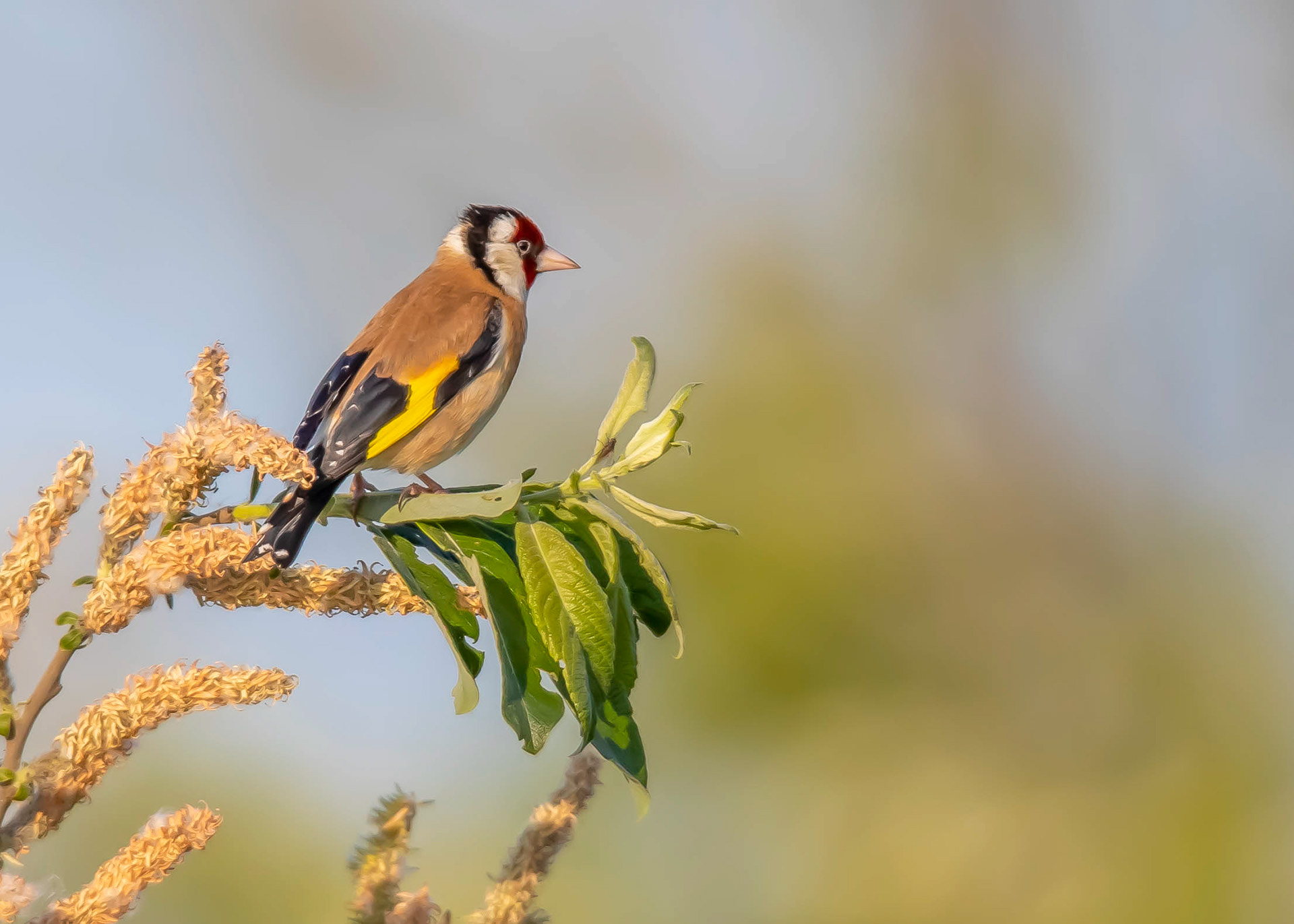 Whittlesey & Eldernell 2