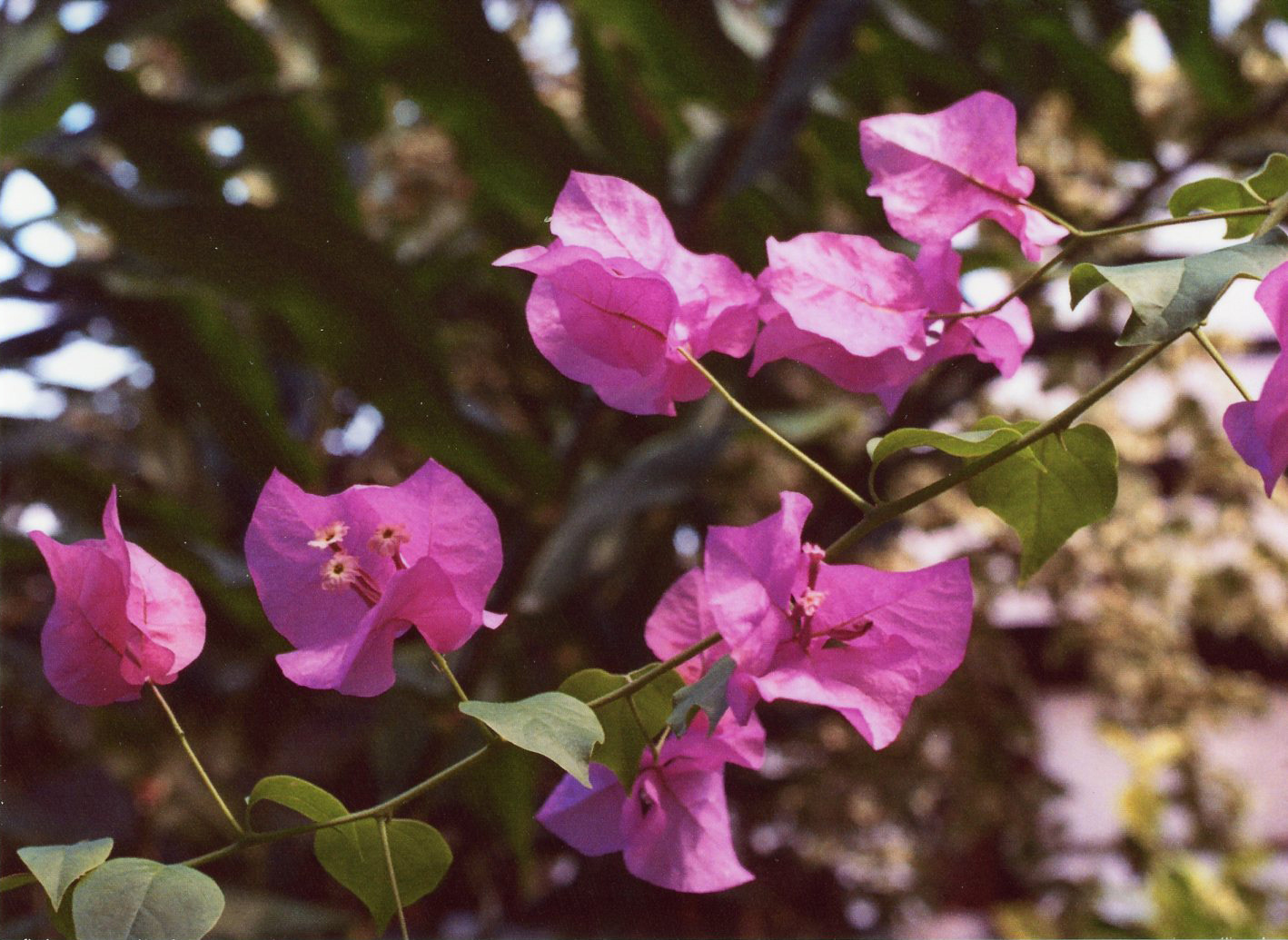 Spring 2019