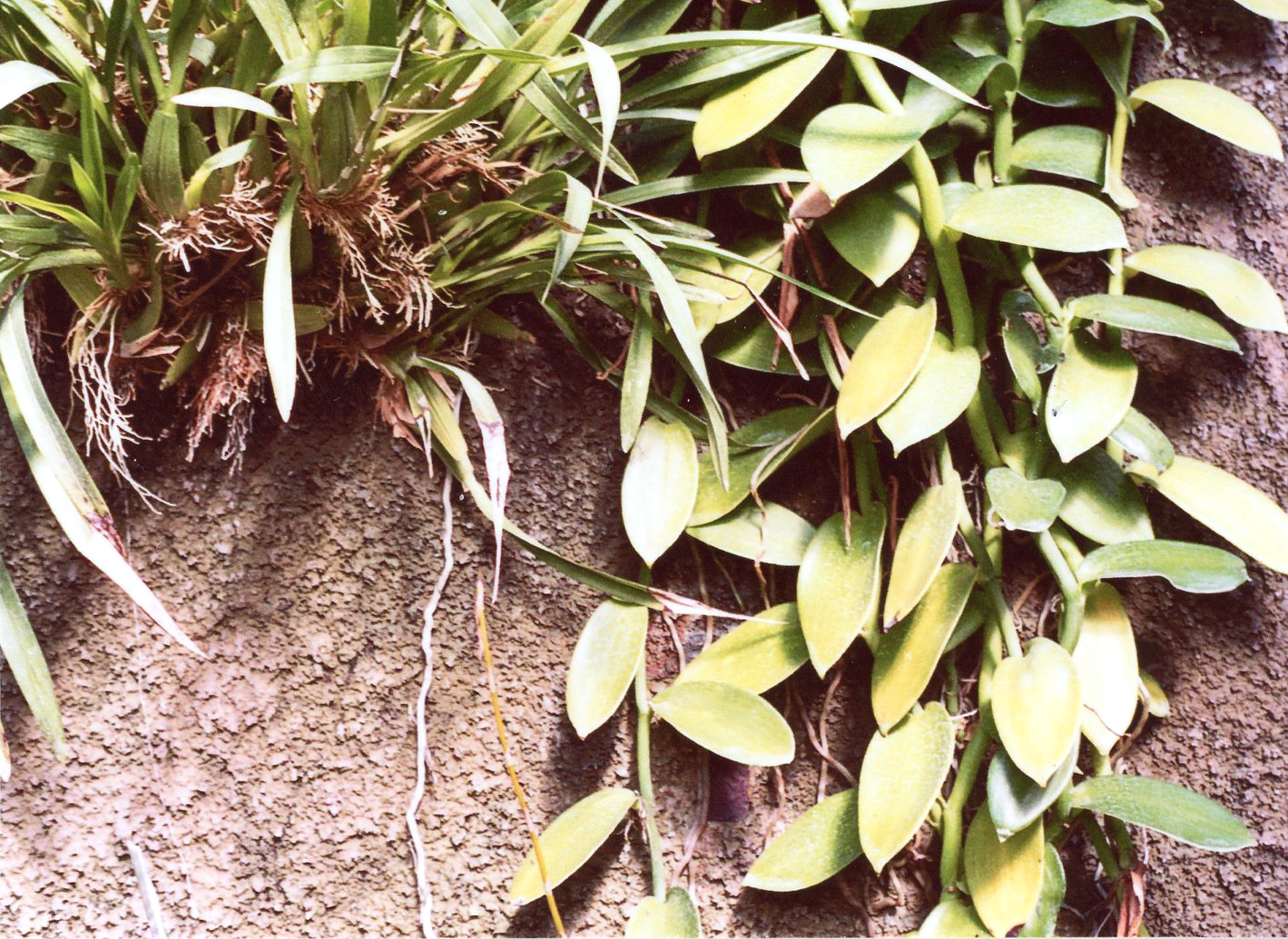 Spring 2019