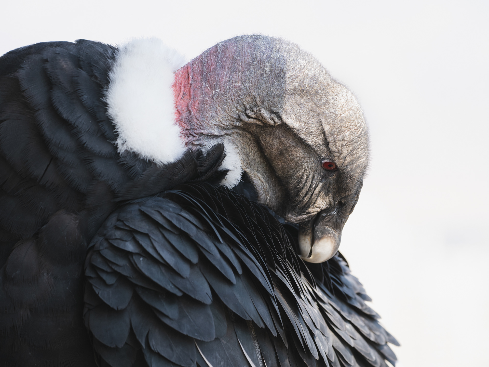 Foto de un Cóndor Andino Hembra arreglando su plumaje. Fotografía Naturaleza de Francisca Santamaría.