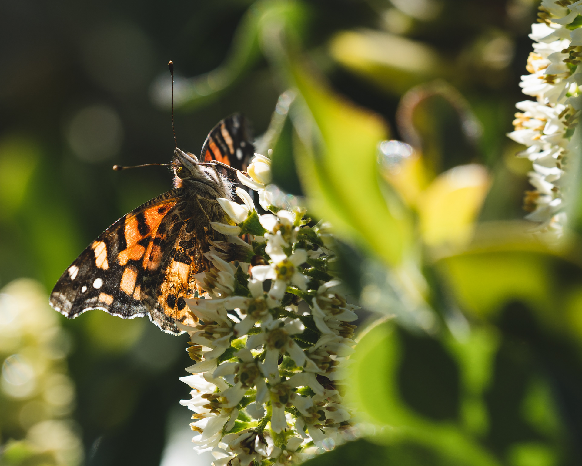 Mariposa de la Tarde
