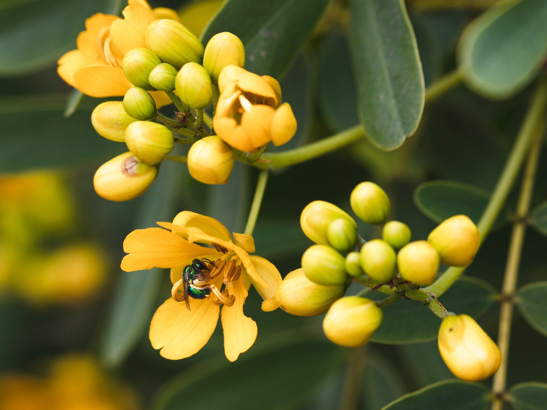 Abeja Joya