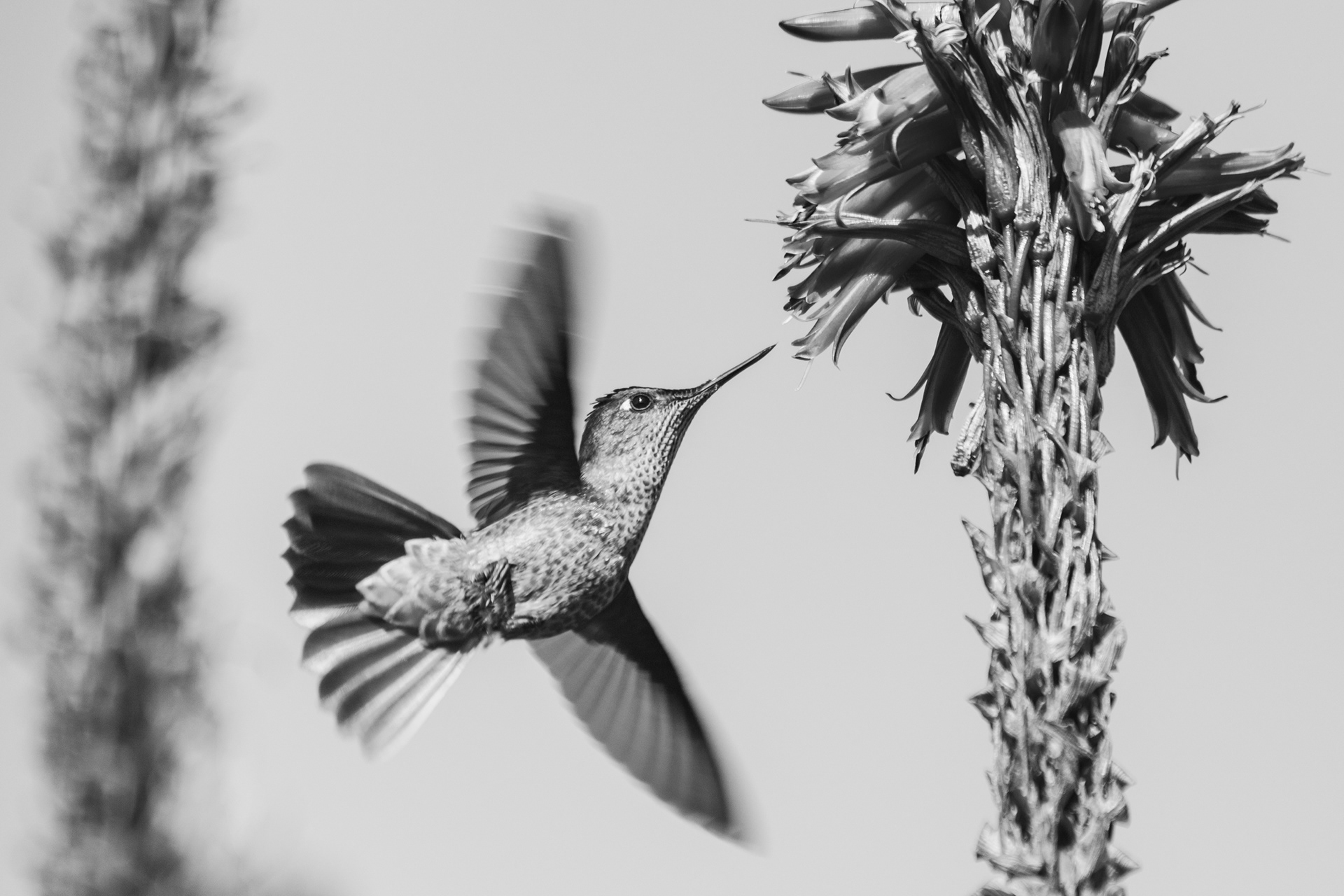 Picaflor al vuelo