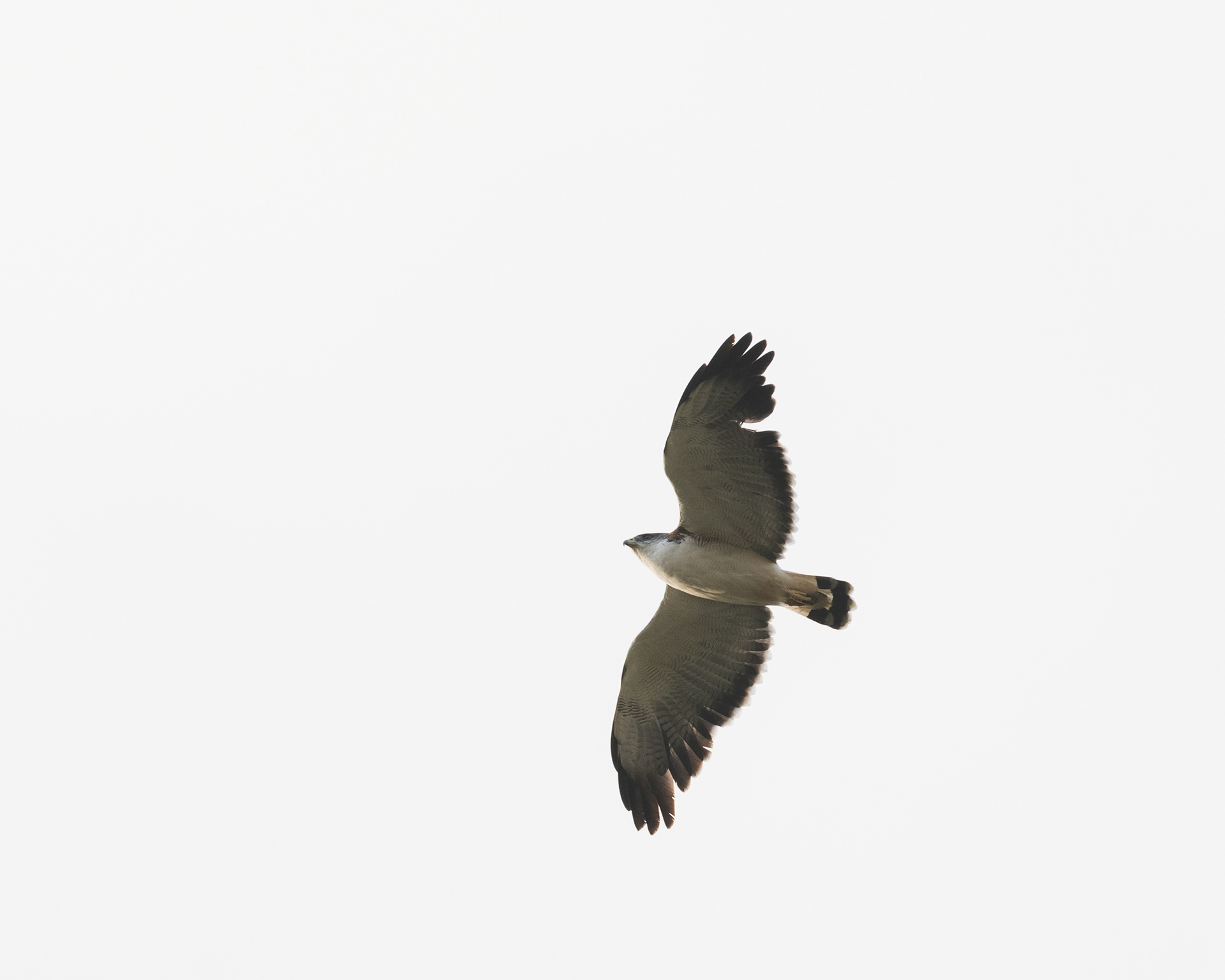 Aguilucho