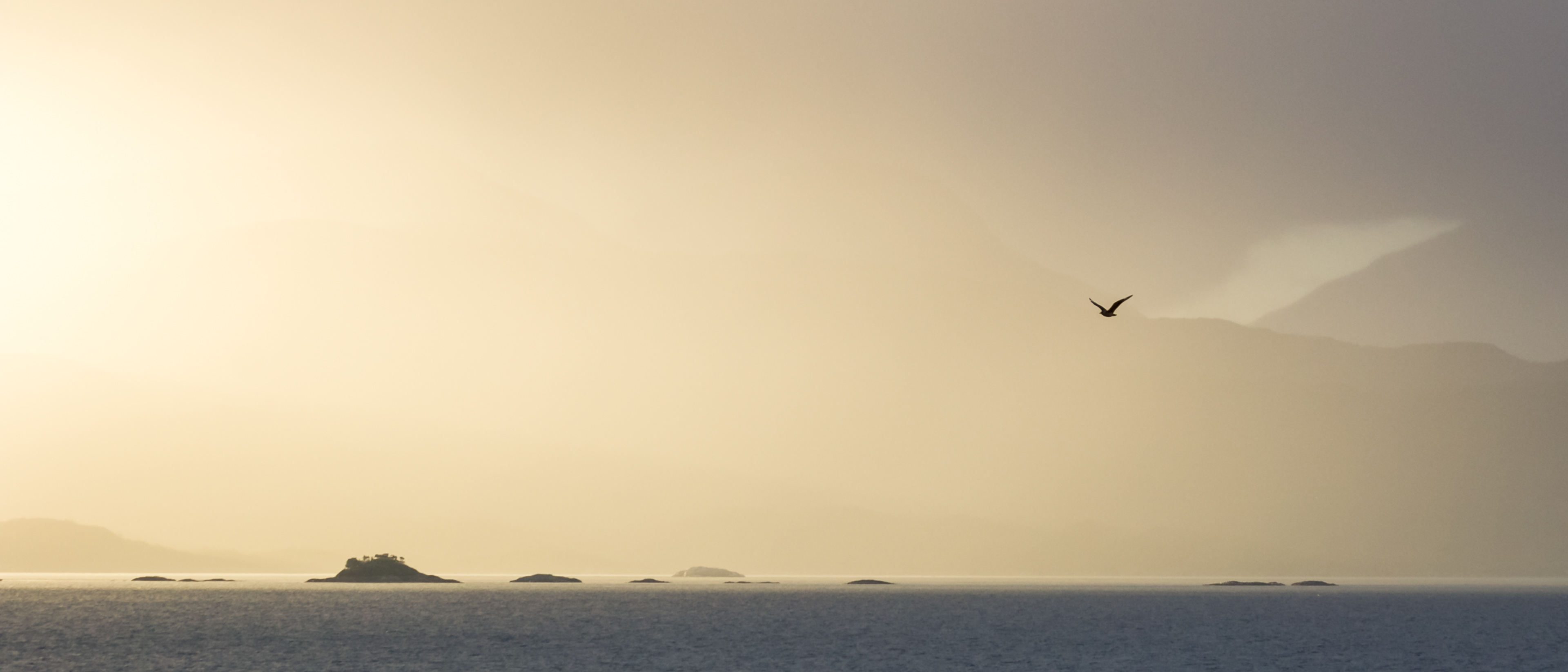 Gaviota sobrevolando el canal de Chacabuco. Trasbordador Puerto Montt Puerto Chacabuco. Atardecer. Todos los derechos reservados © Francisca Santamaría.