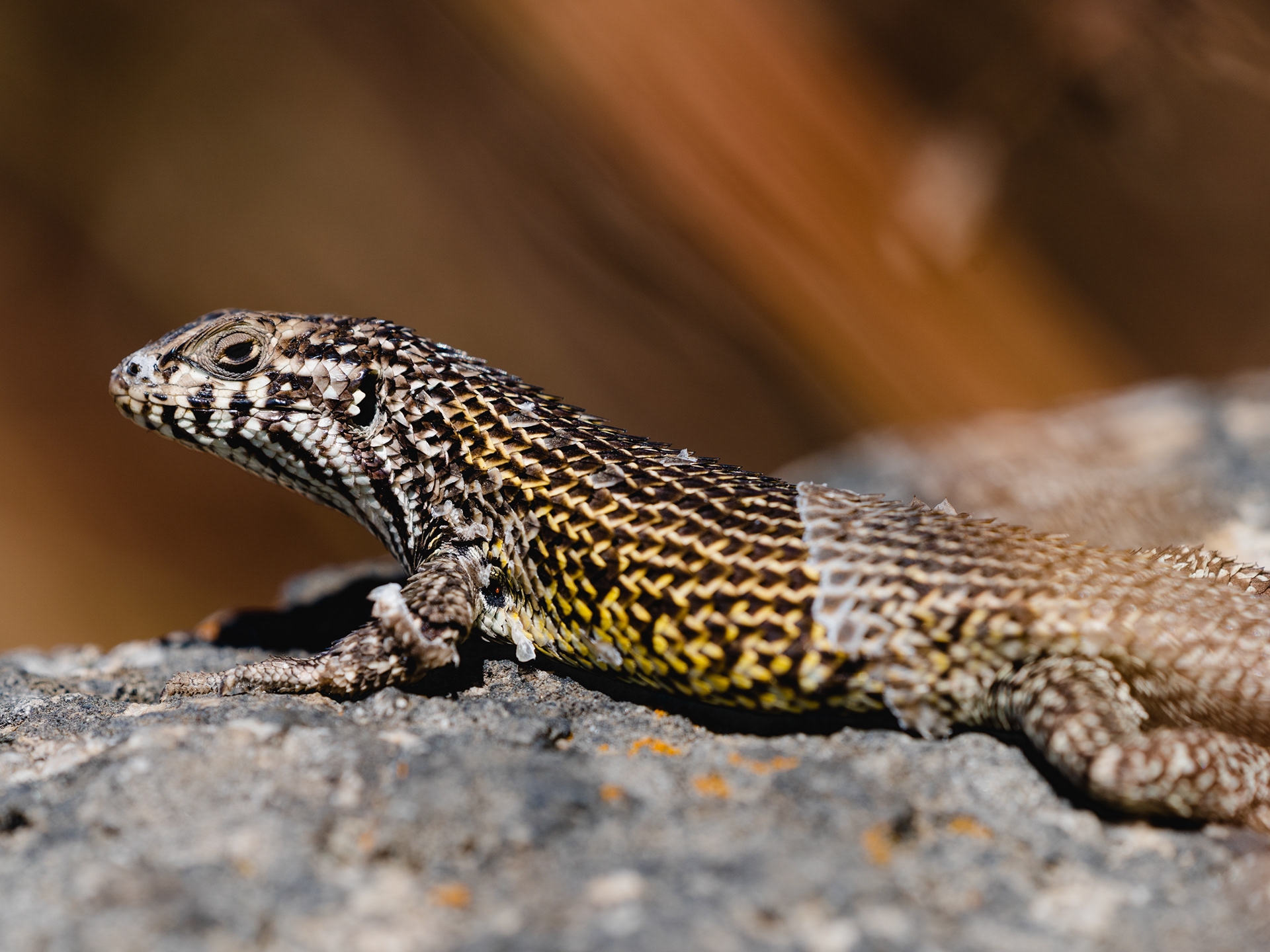 Lagarto Nítido
