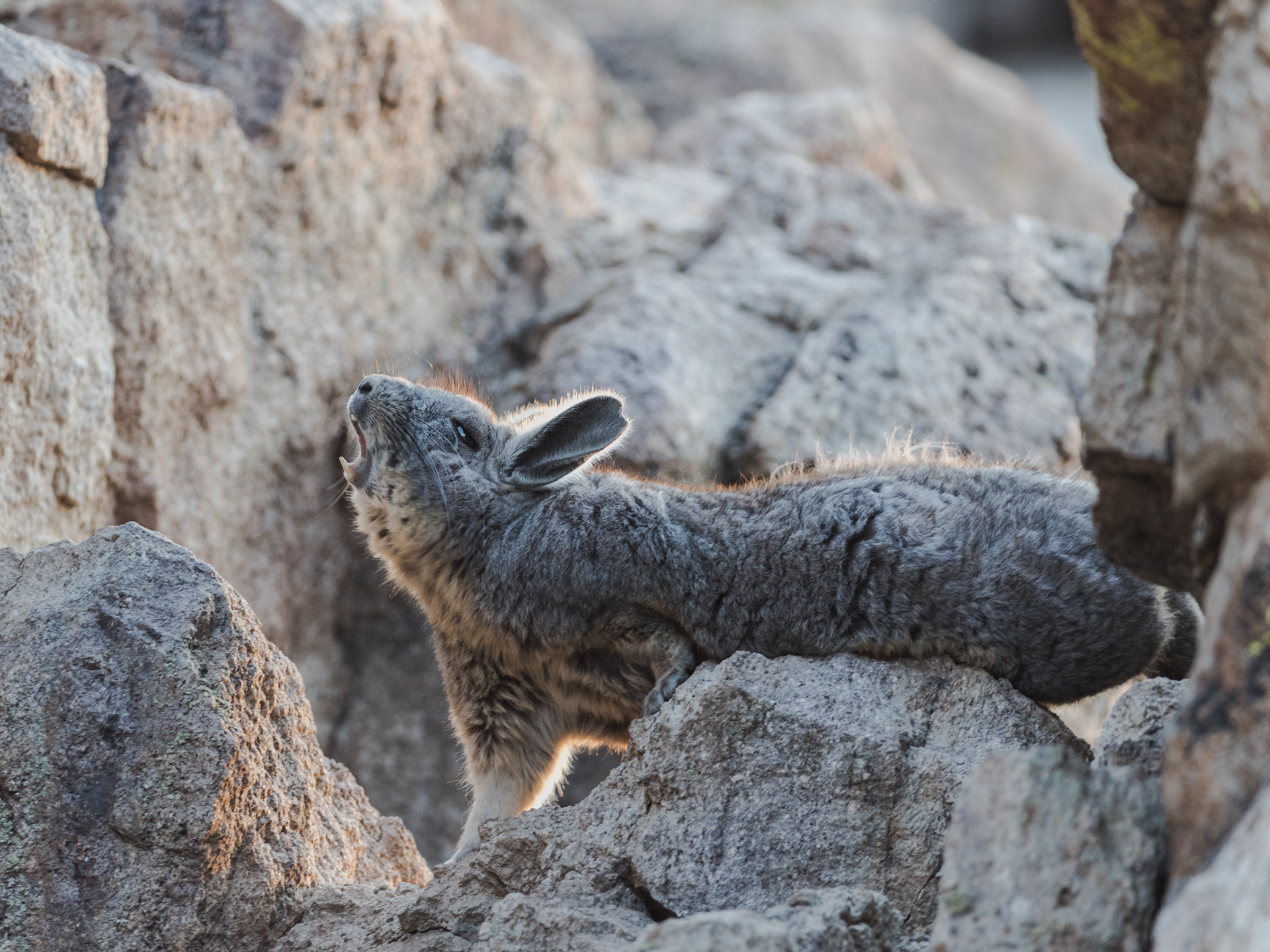 Vizcacha