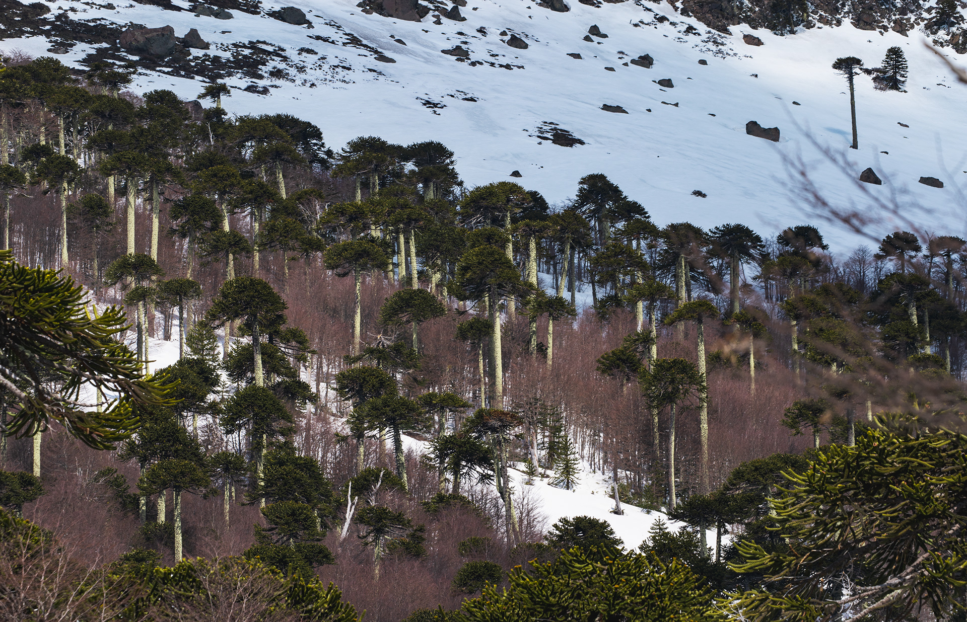 Malalcahuello, Chile