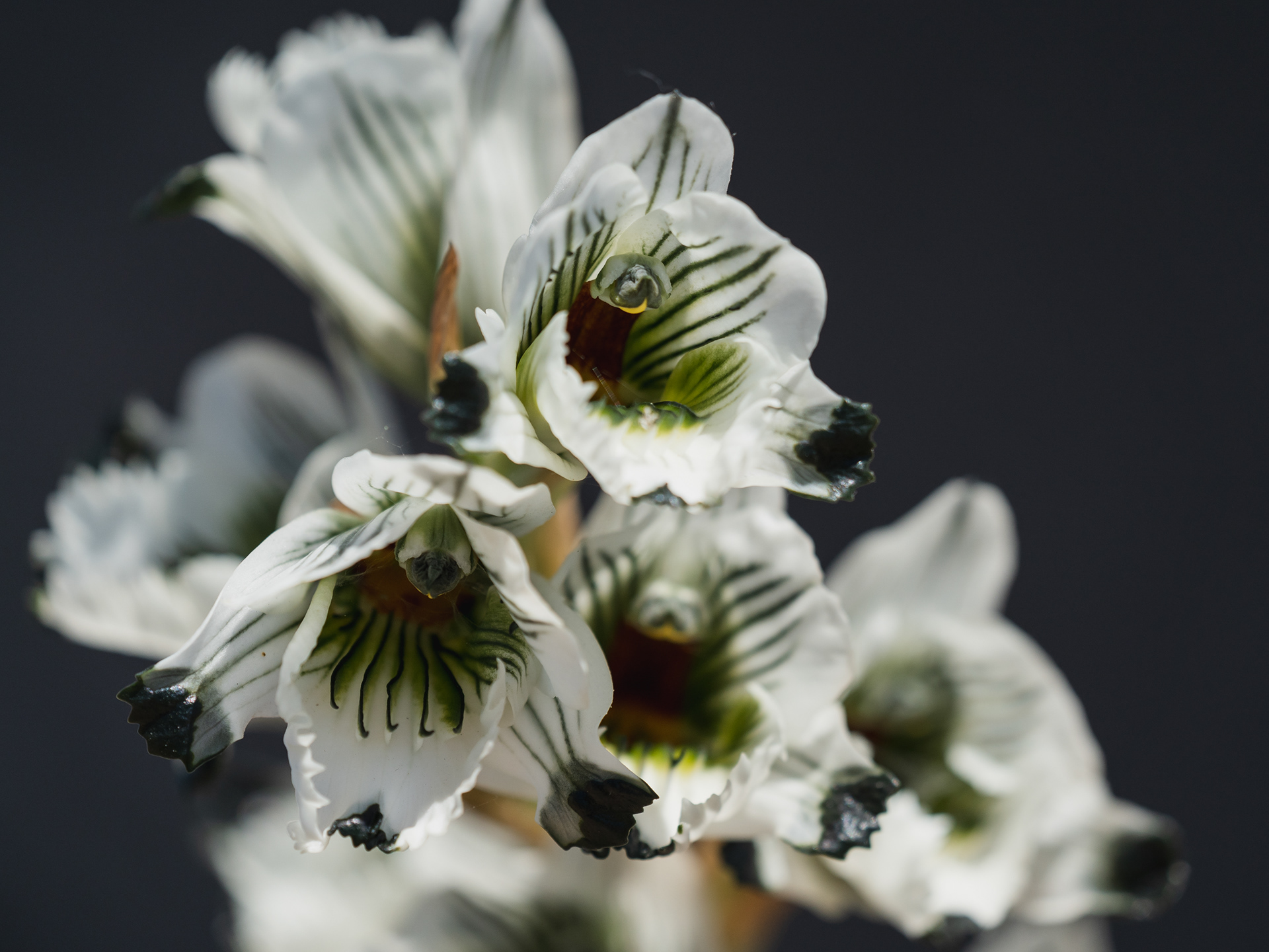 Orquídea