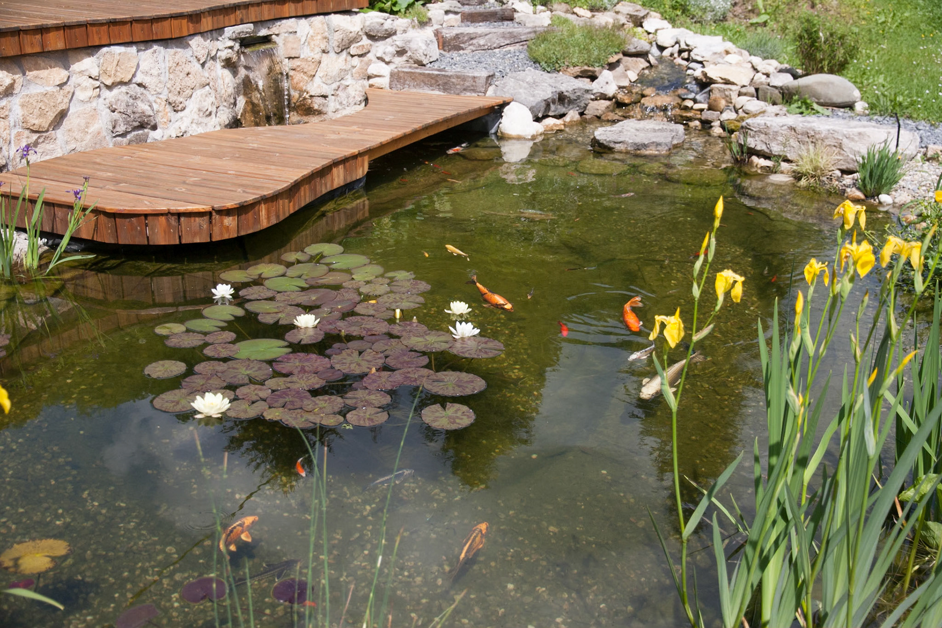 Bassin à koï 20m²