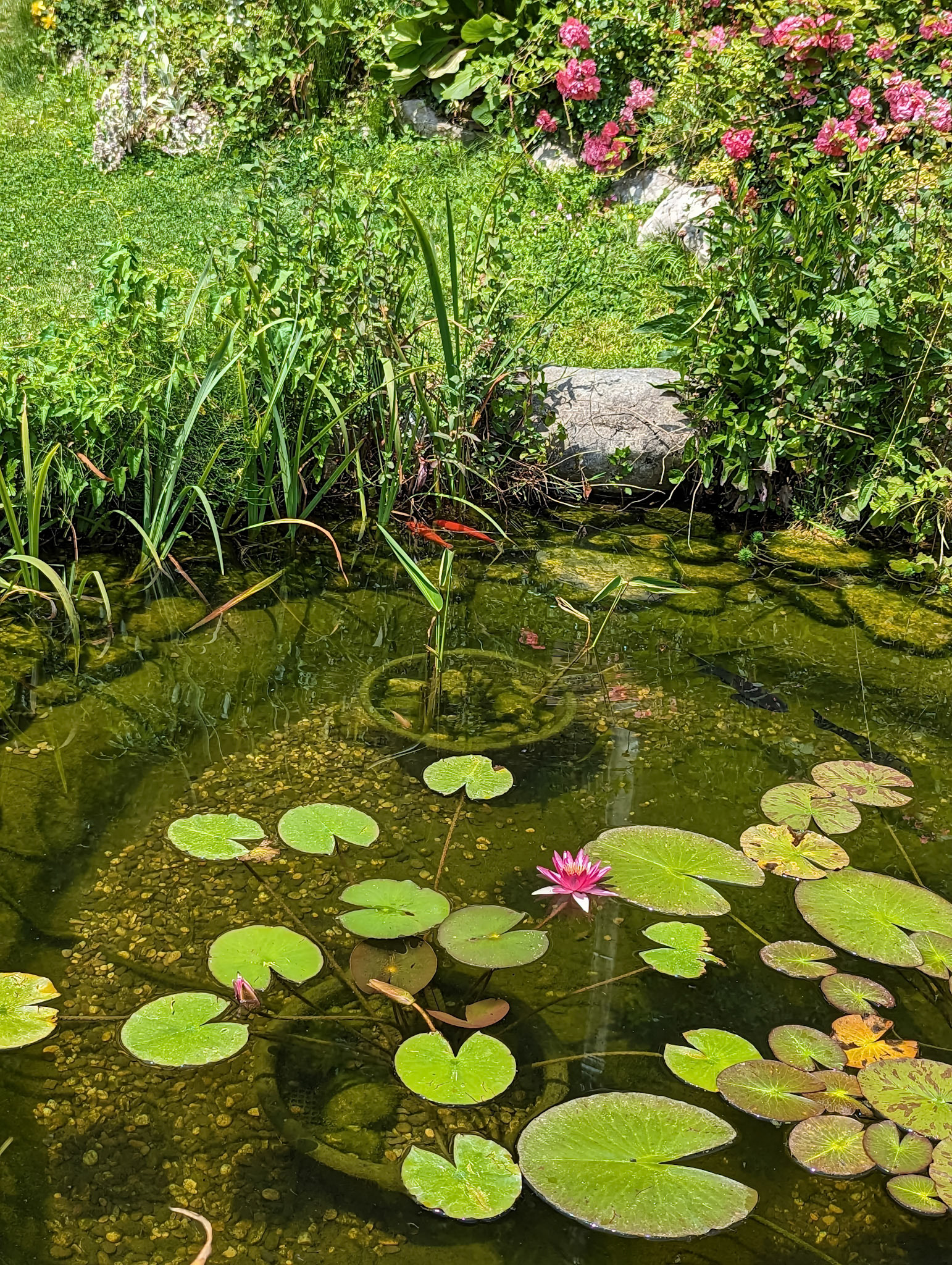 Nymphea sp. "Newton"