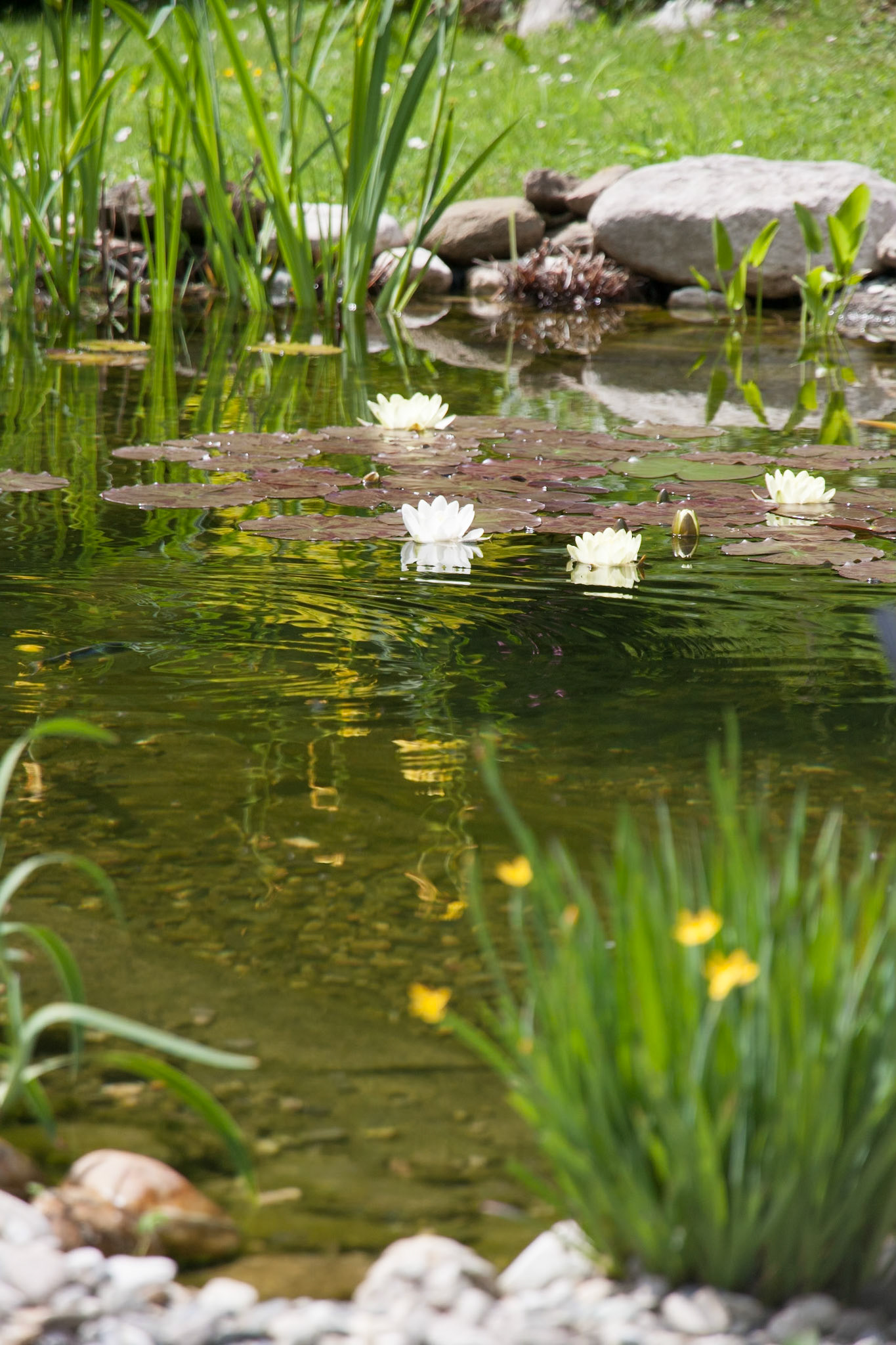 Bassin à koï 20m²