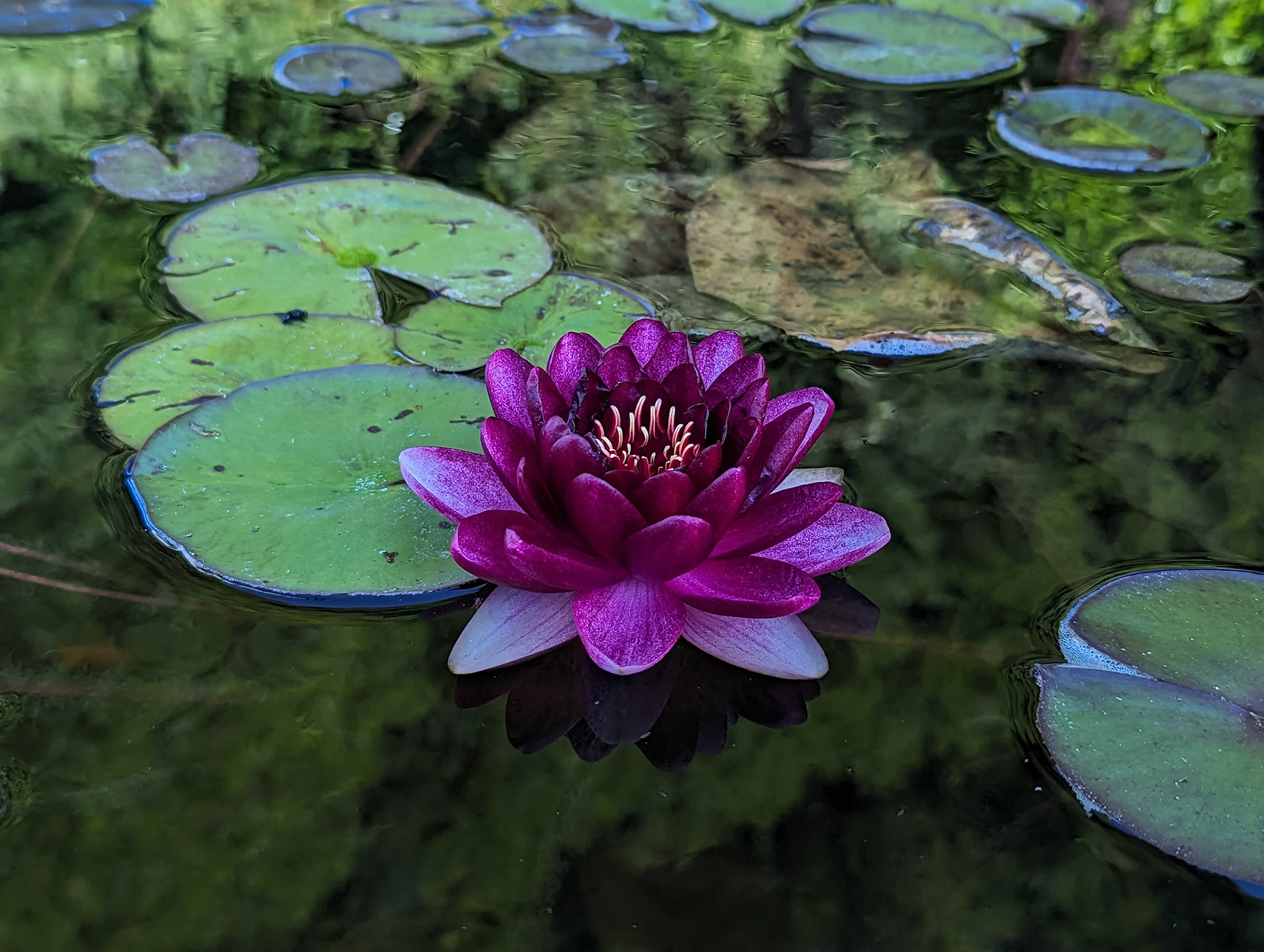 Nymphea sp. "almost black"