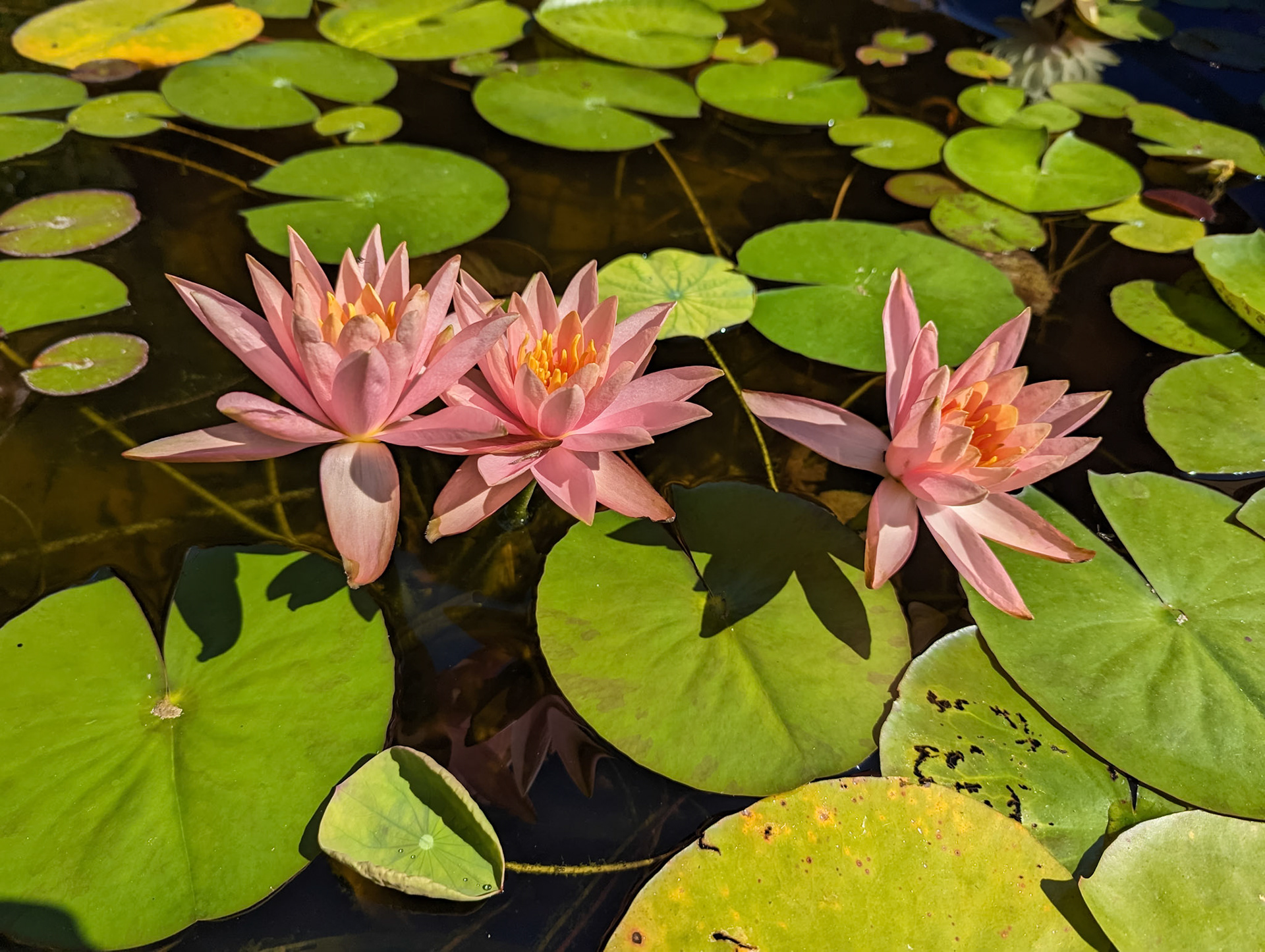Nymphea sp. "Colorado"