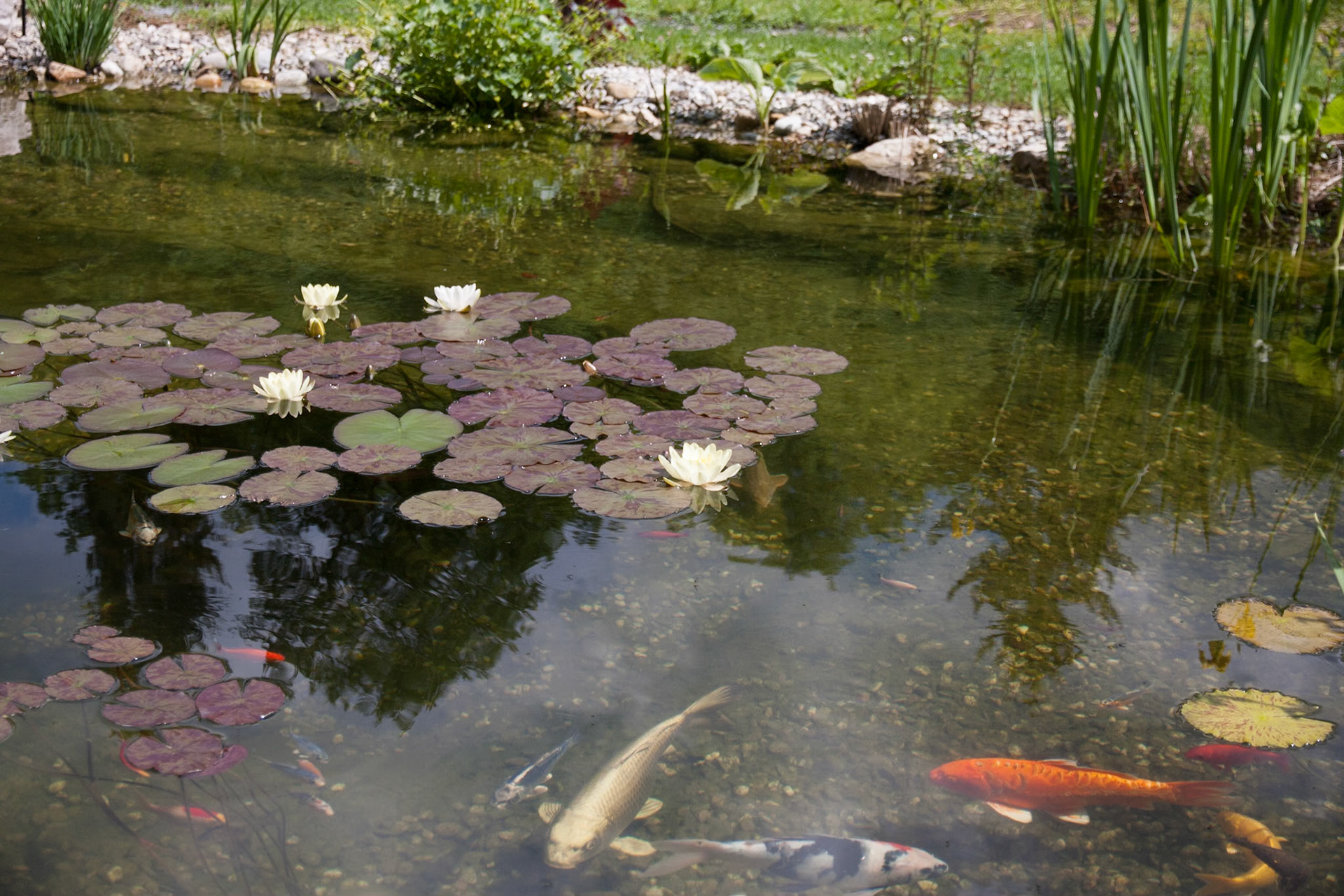 Bassin à koï 20m²