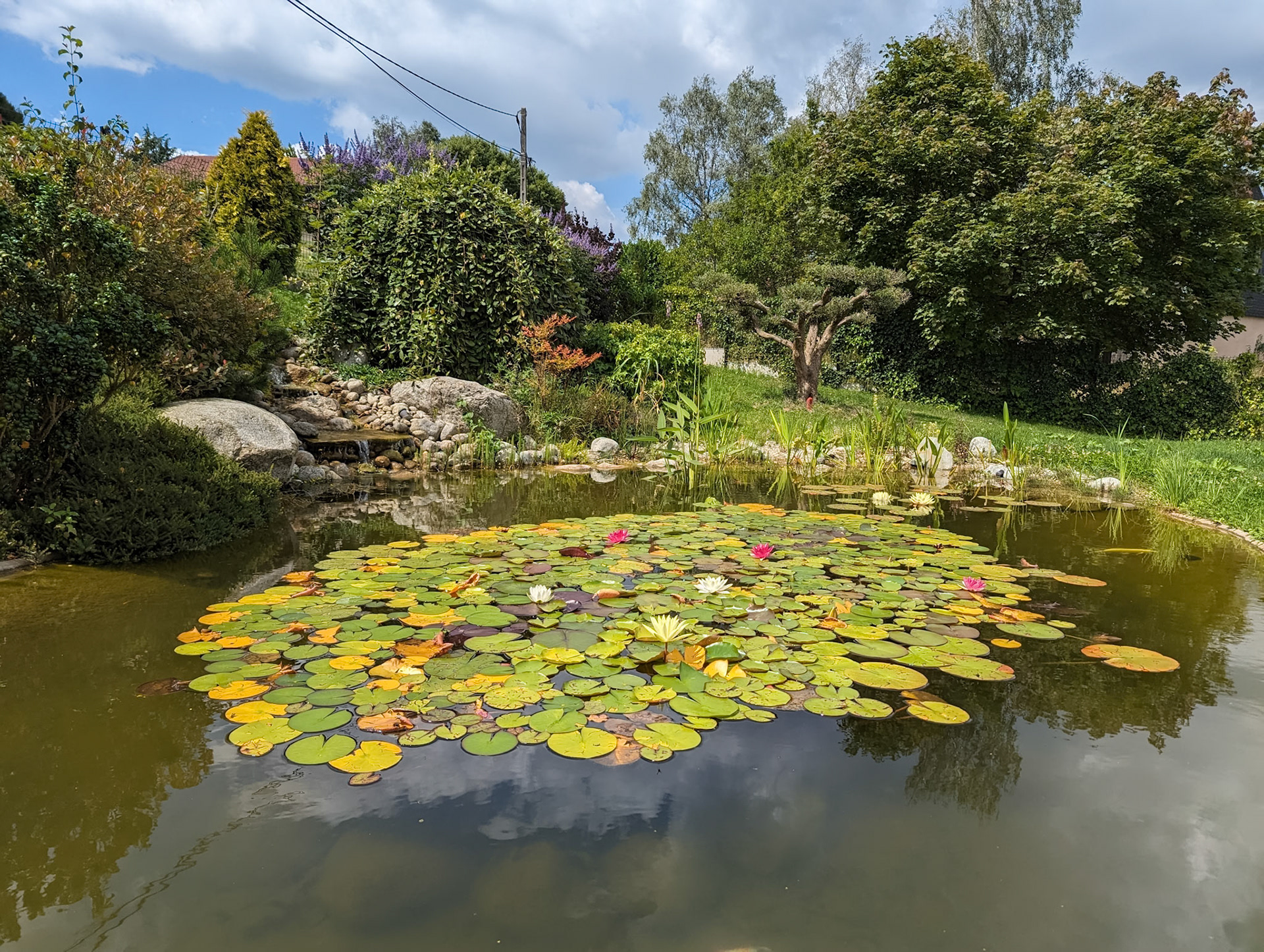 Bassin à koï 50m²