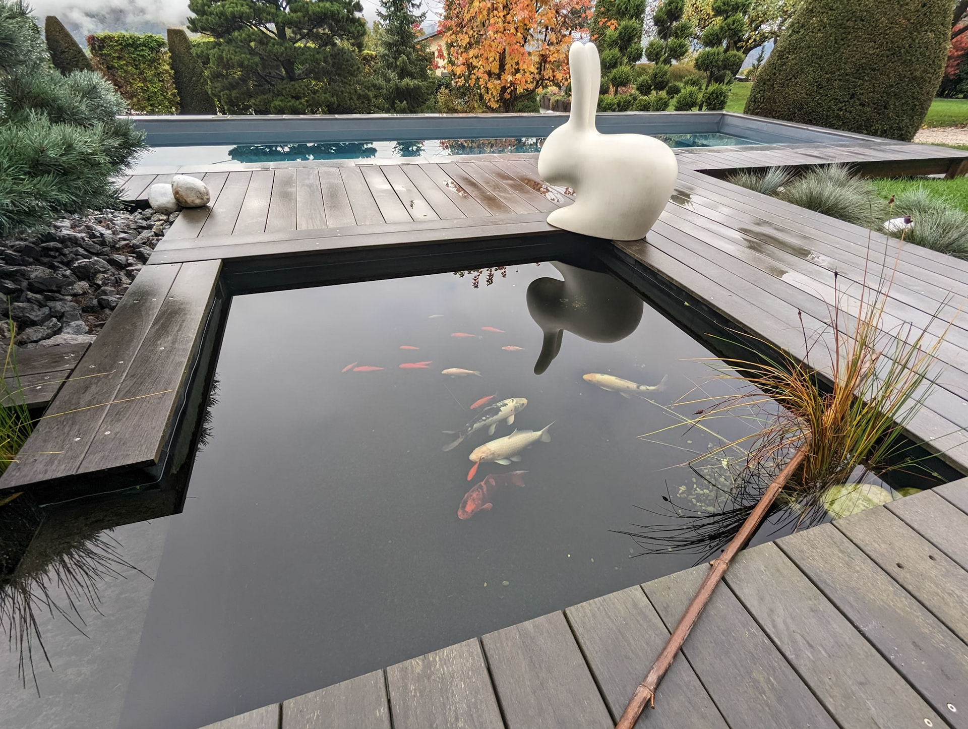 Bassin à koï 8m²