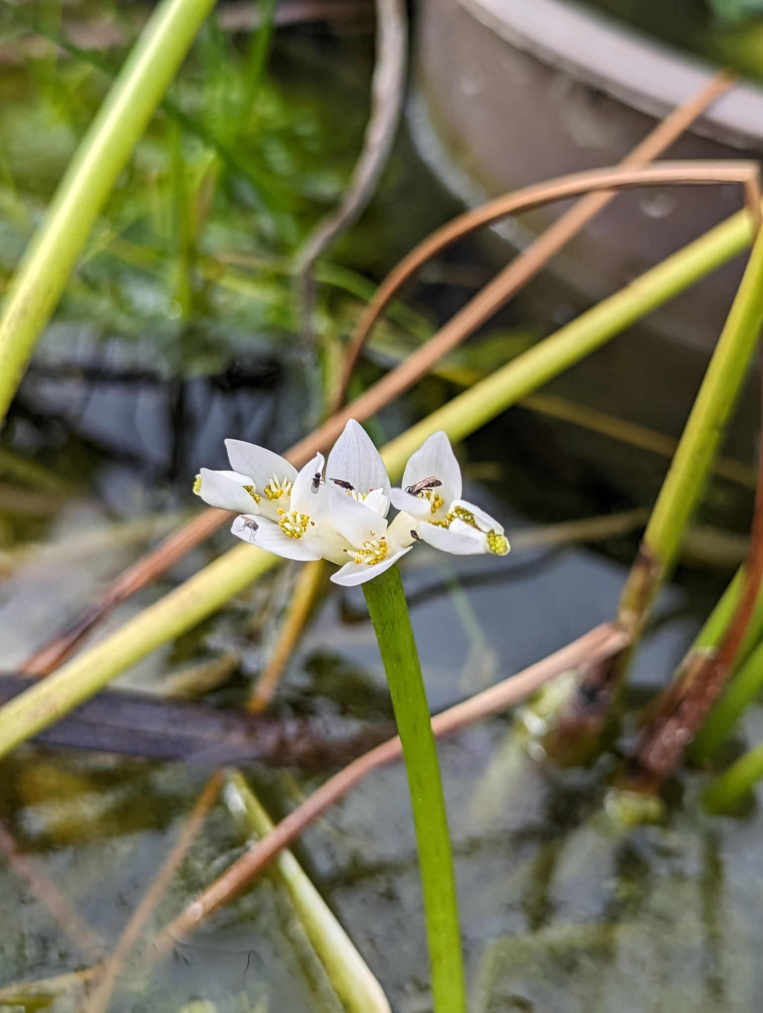Aponogeton distachyos