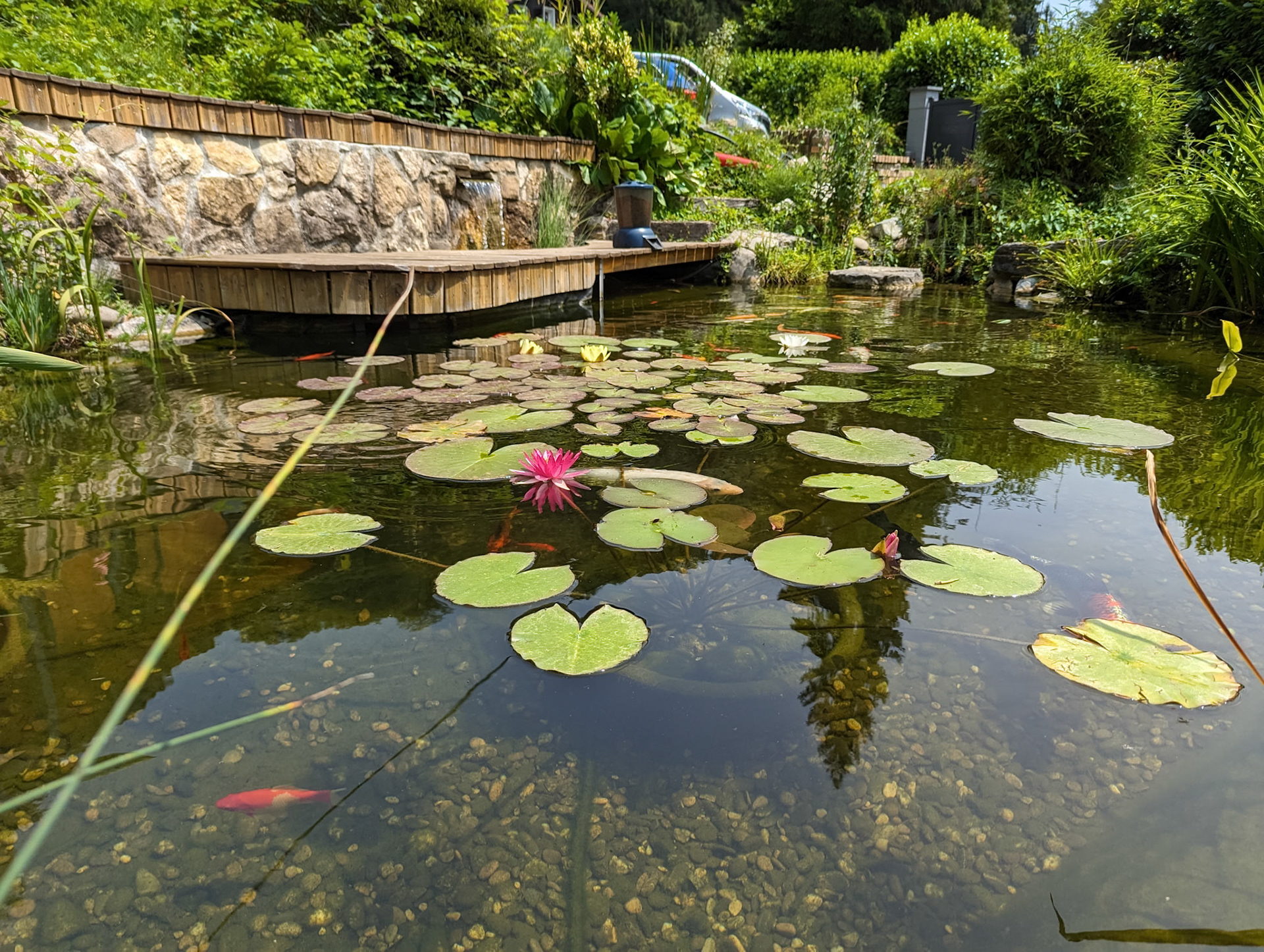 Bassin à koï 20m²