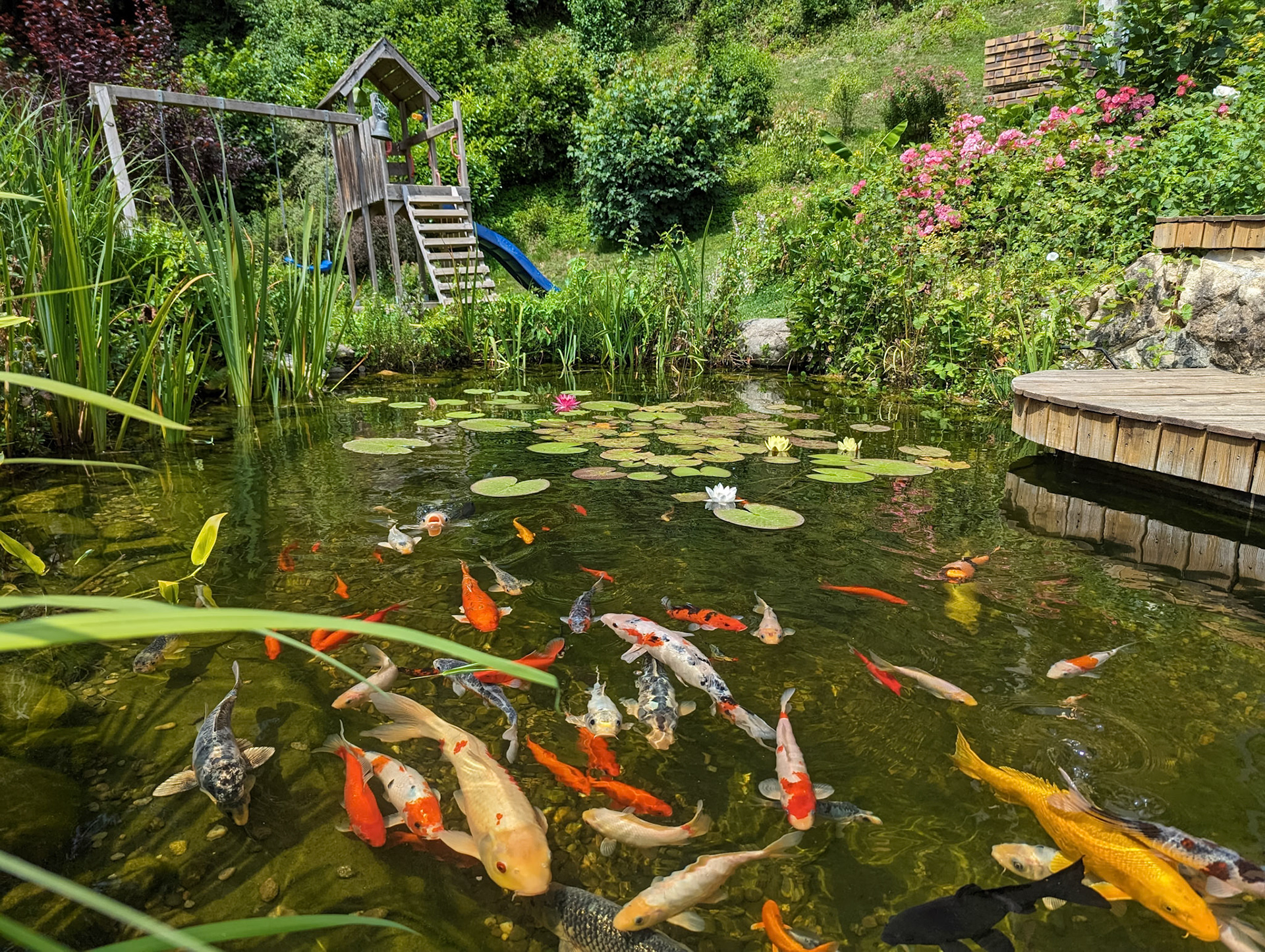 Bassin à koï 20m²