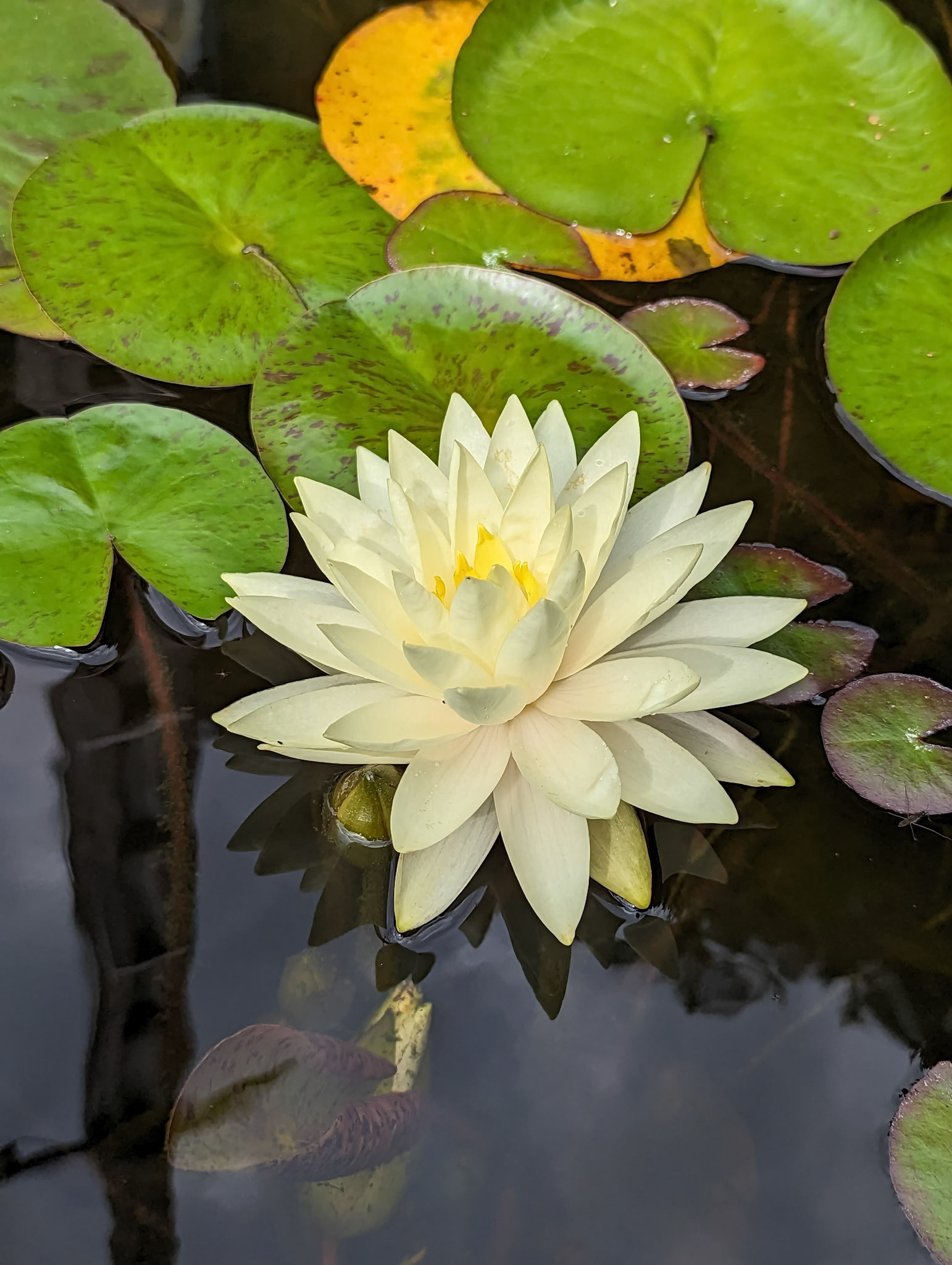 Nymphea sp. "Double yellow"