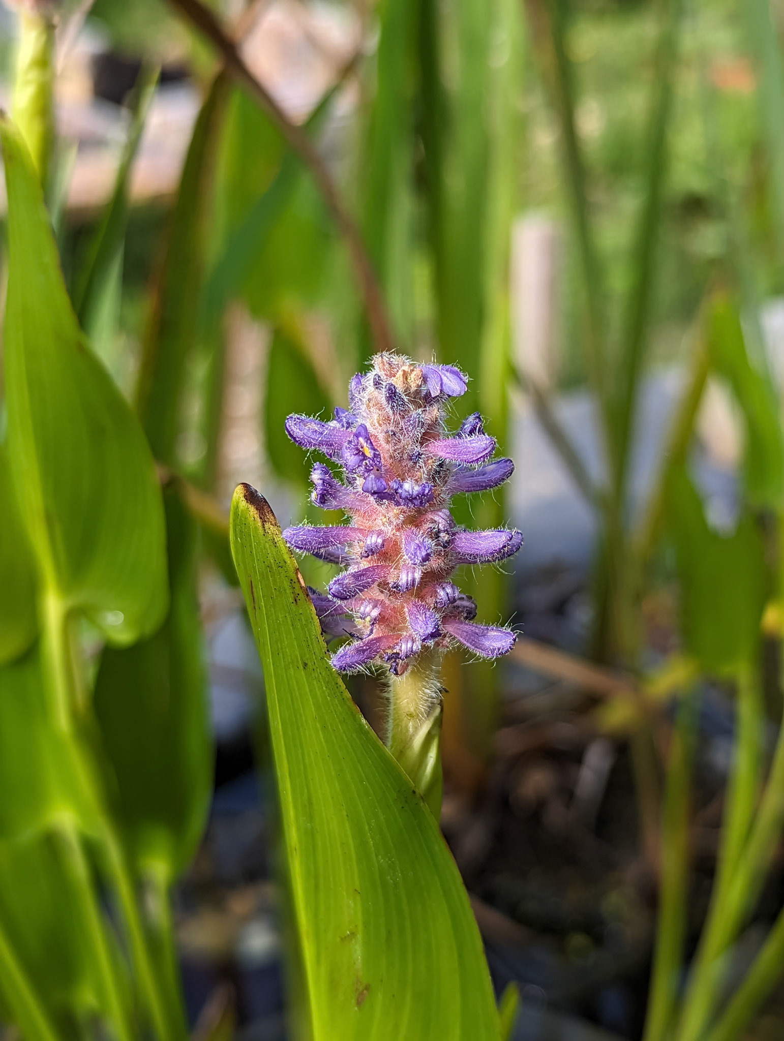 Pontederia lanceolata