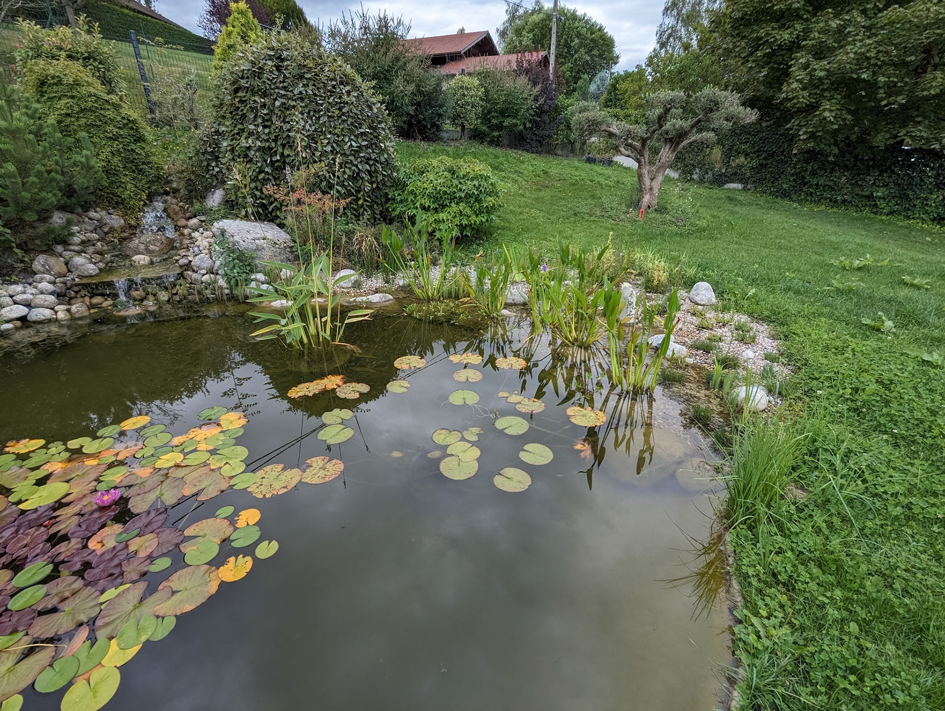 Bassin à koï 50m²