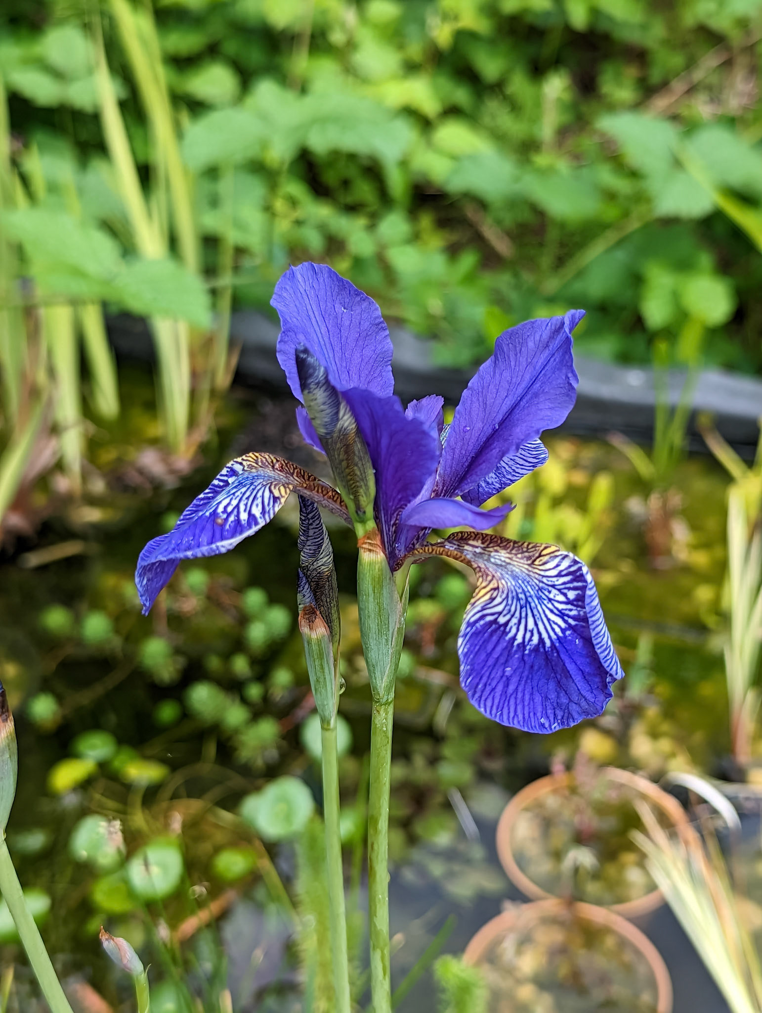Iris versicolor