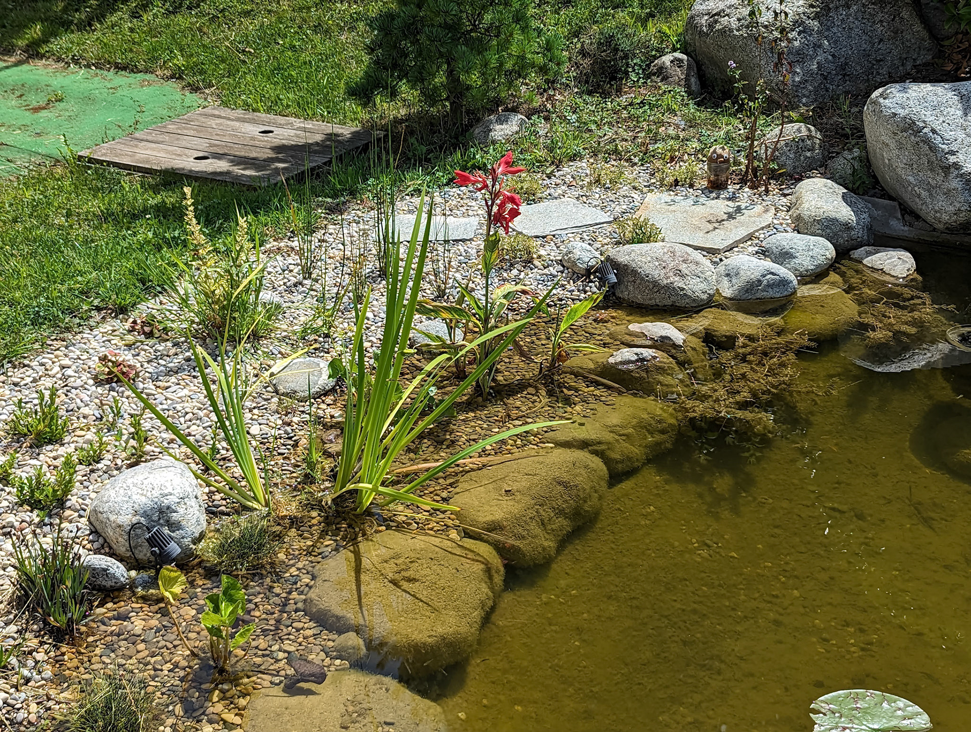 Plantes de berges dont Canna glauca