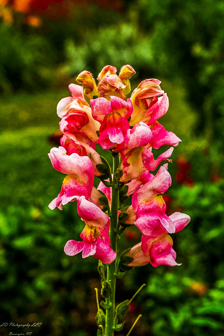 Fort Ticonderoga Kings Garden