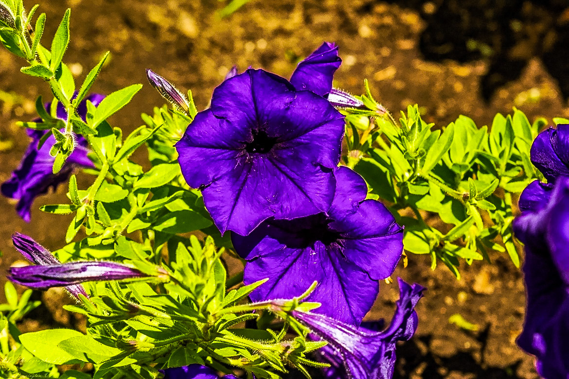 Fort Ticonderoga Kings Garden