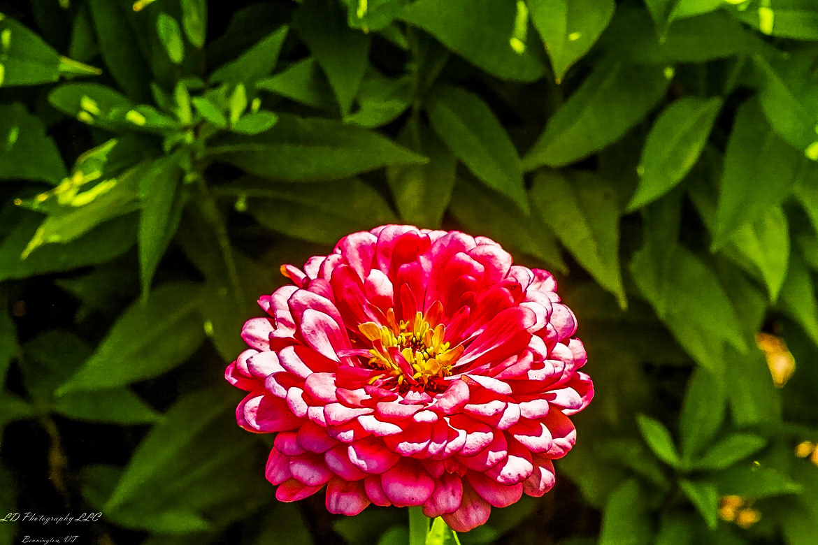 Fort Ticonderoga Kings Garden