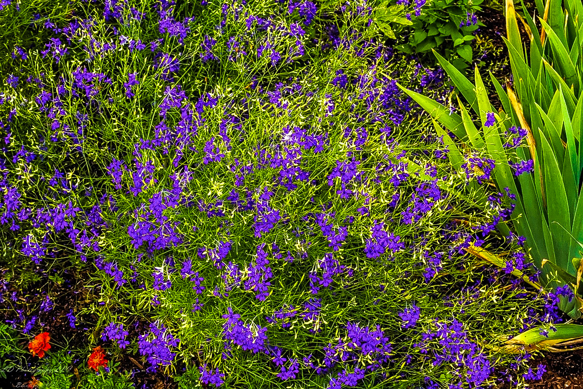 Fort Ticonderoga Kings Garden