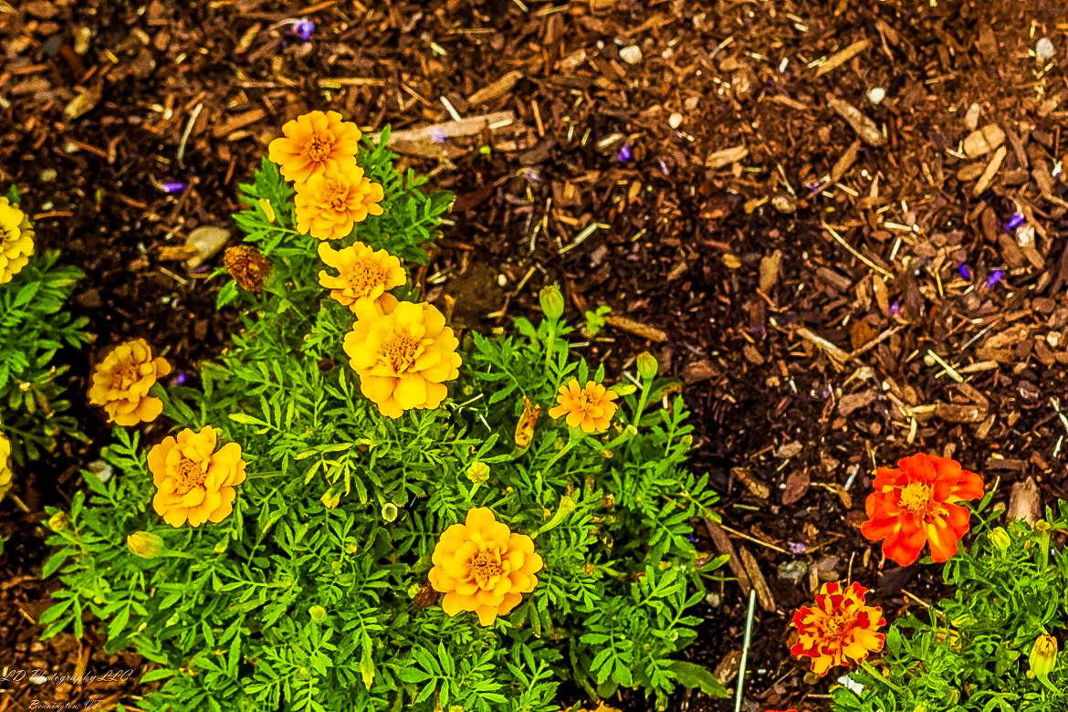 Fort Ticonderoga Kings Garden