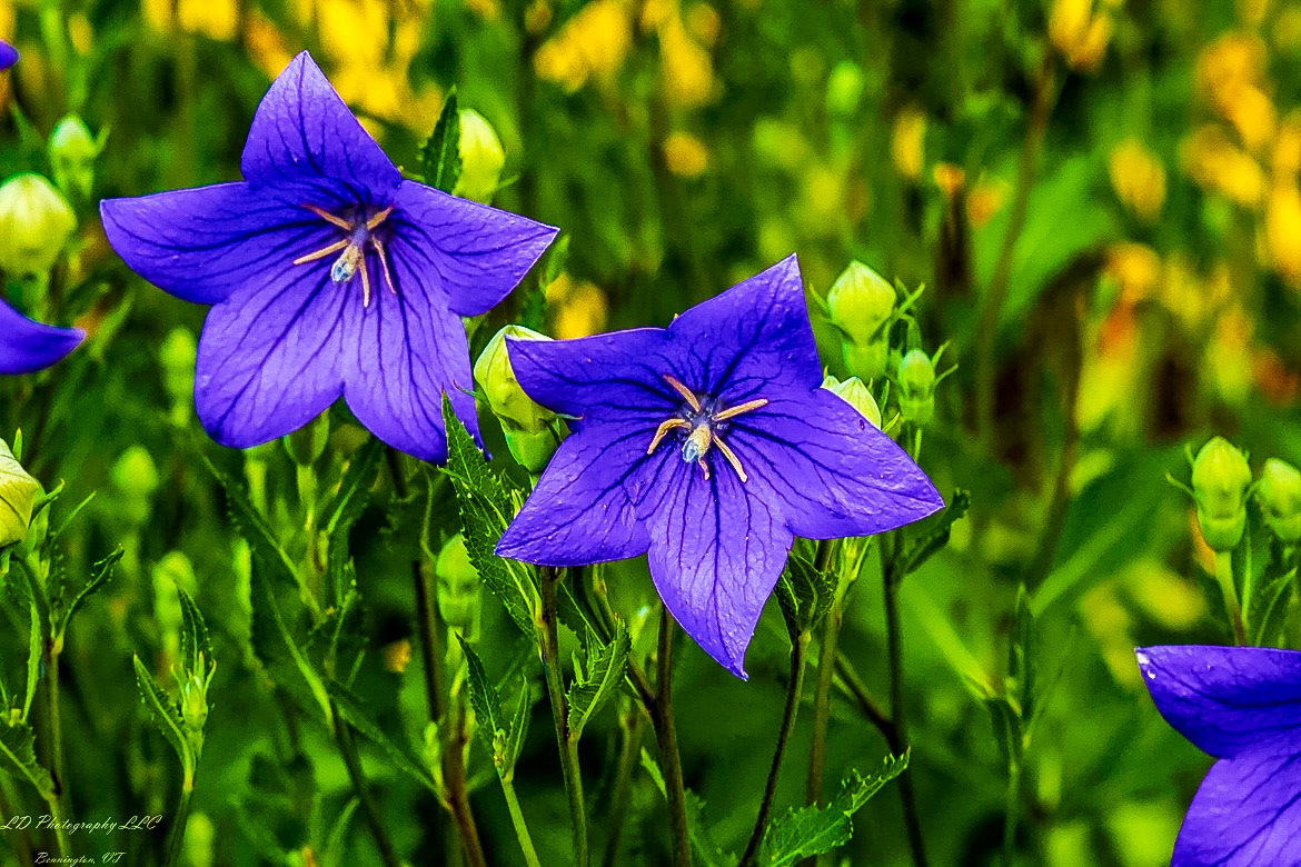 Fort Ticonderoga Kings Garden