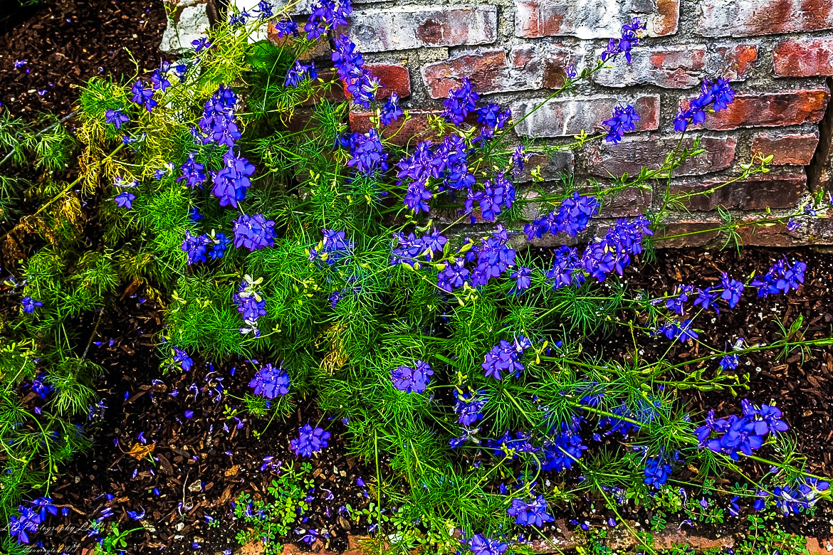 Fort Ticonderoga Kings Garden