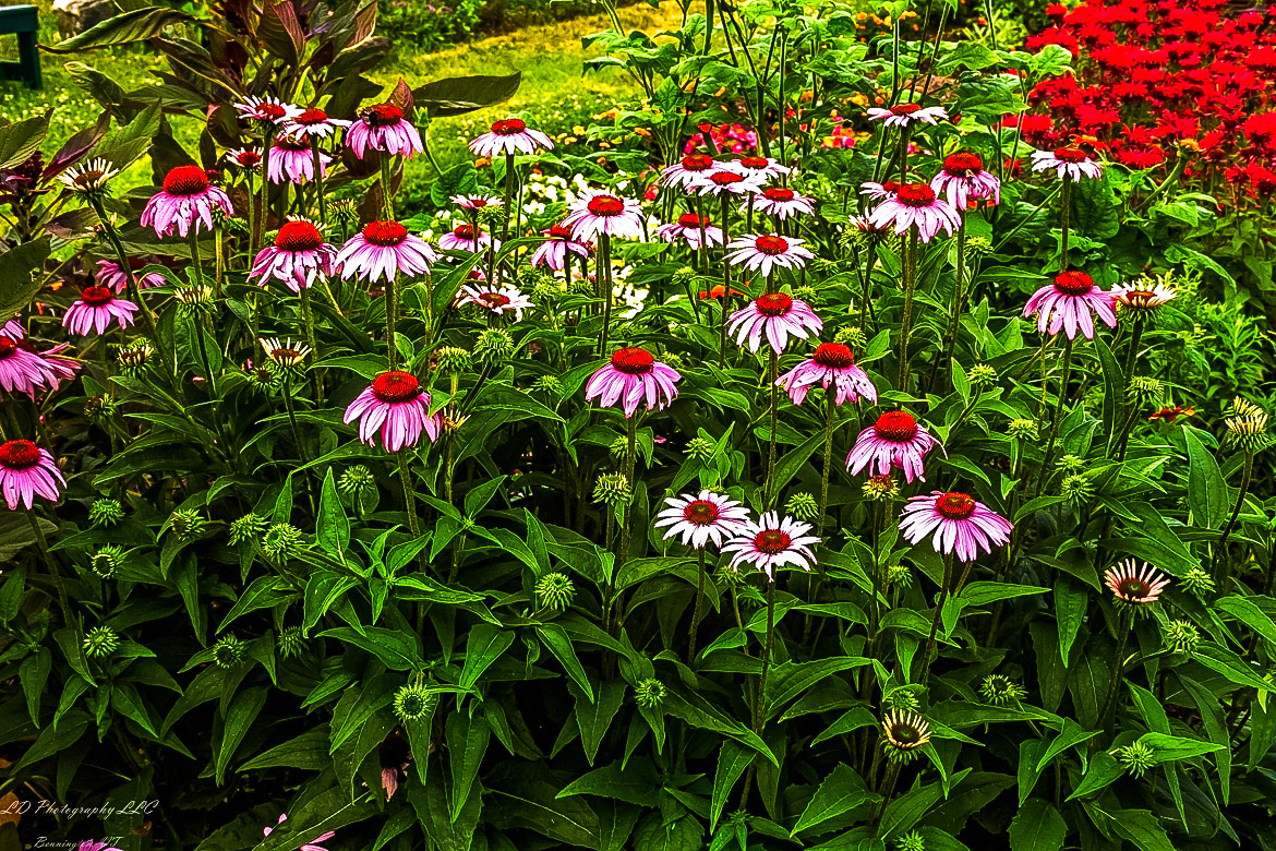 Fort Ticonderoga Kings Garden
