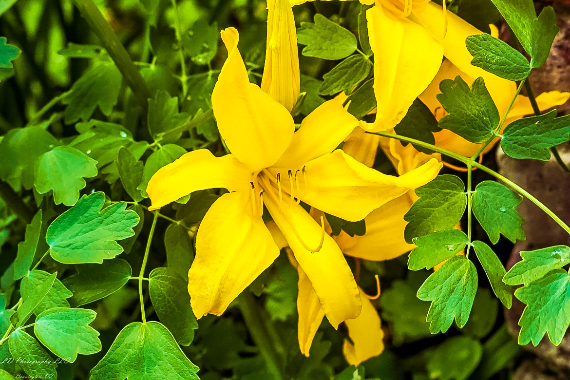 Fort Ticonderoga Kings Garden
