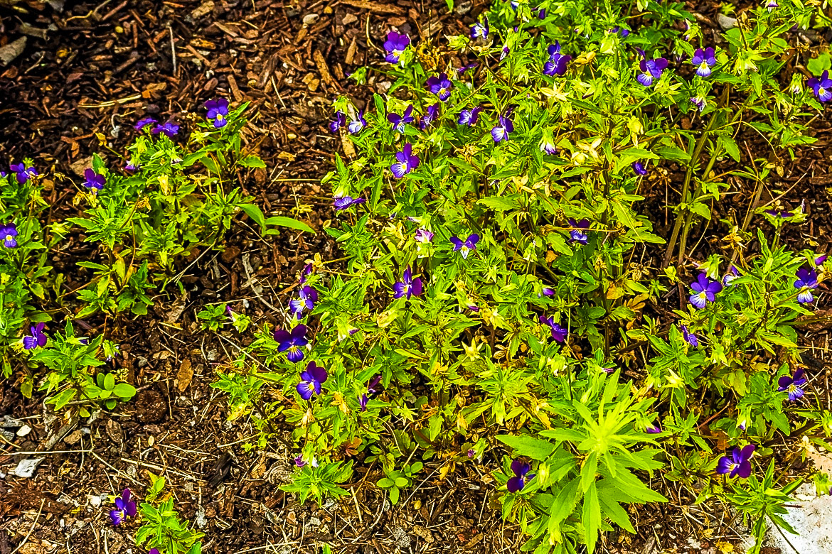 Fort Ticonderoga Kings Garden