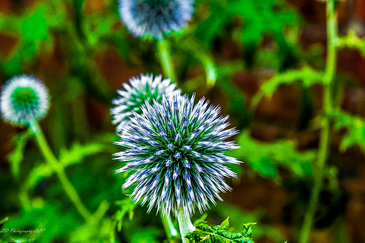 Fort Ticonderoga Kings Garden