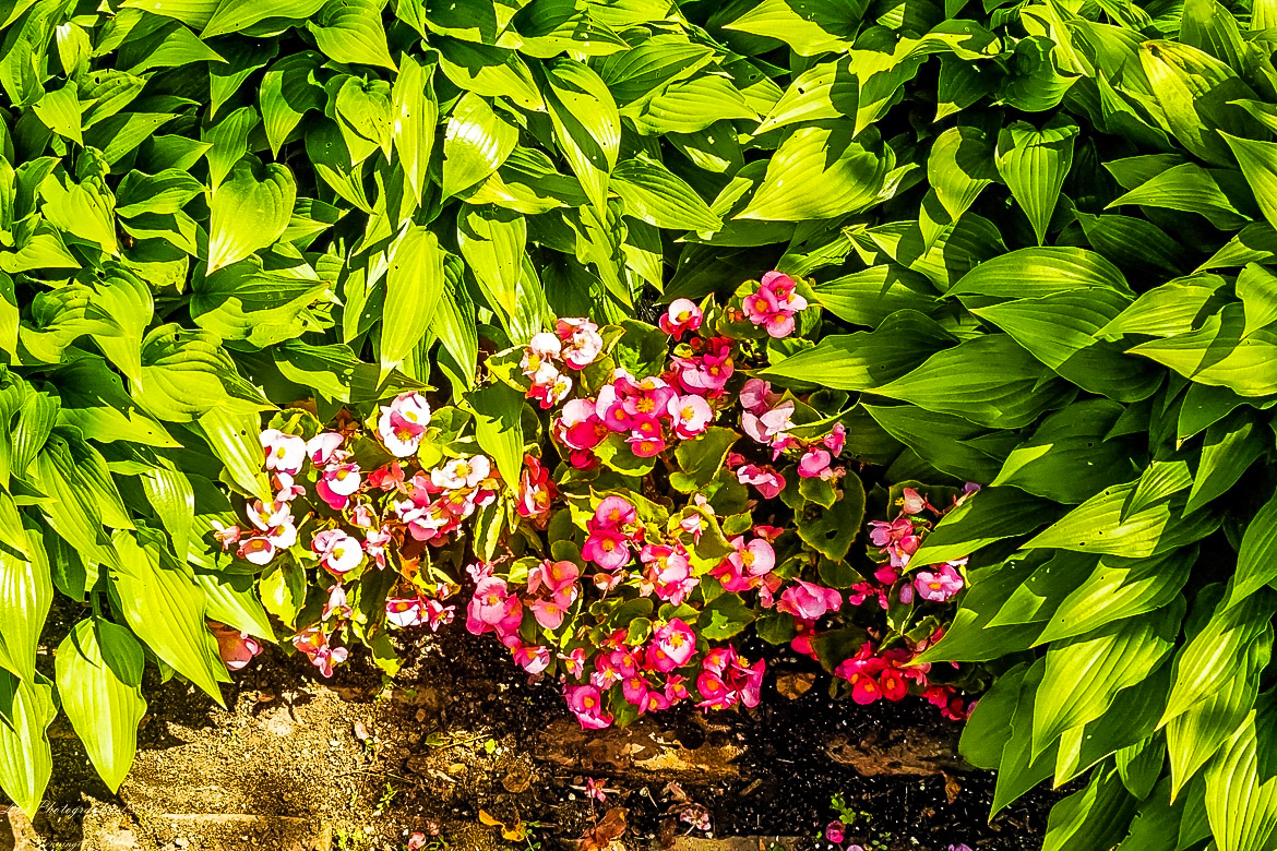 Fort Ticonderoga Kings Garden