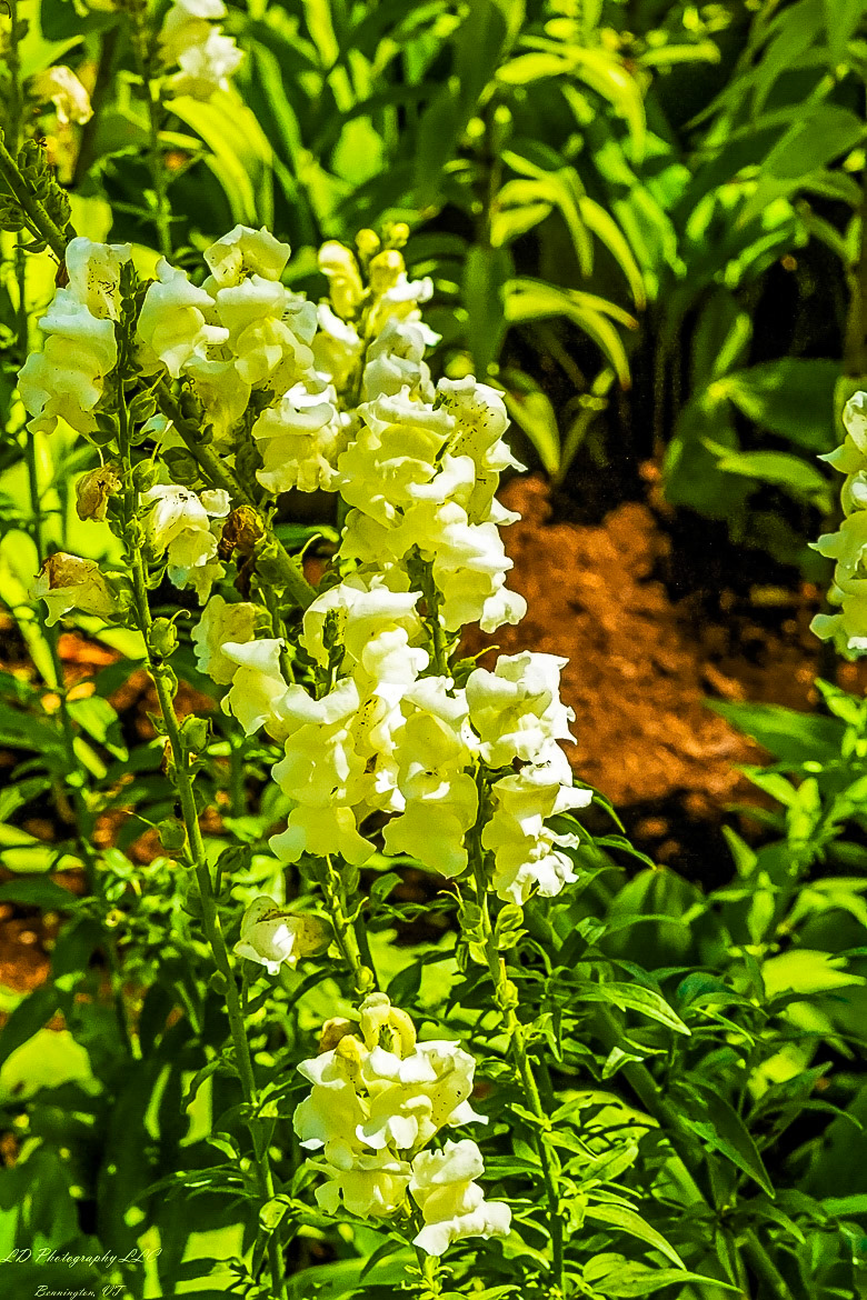 Fort Ticonderoga Kings Garden